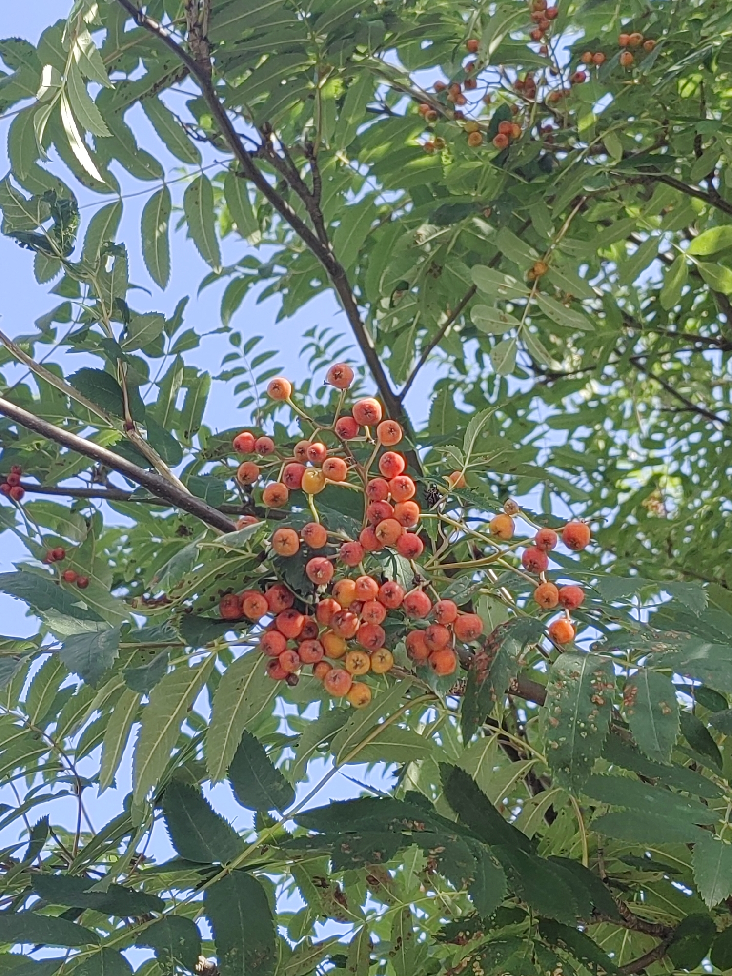 The image shows a close-up view of a tree branch laden with clusters of small, round, orange-red berries, likely Rowan berries. The berries are in various stages of ripeness, with some appearing more yellowish. They are attached to thin stems, forming dense bunches. The branch is surrounded by numerous green, serrated leaves, some of which show signs of minor blemishes or discoloration. The background consists of a clear blue sky and more green foliage, suggesting an outdoor, daytime setting. The image is a vertical shot, focusing on the details of the berries and leaves. There is no information available about the specific location within the city of Hrodna, Belarus, or any people or actions depicted in the image.