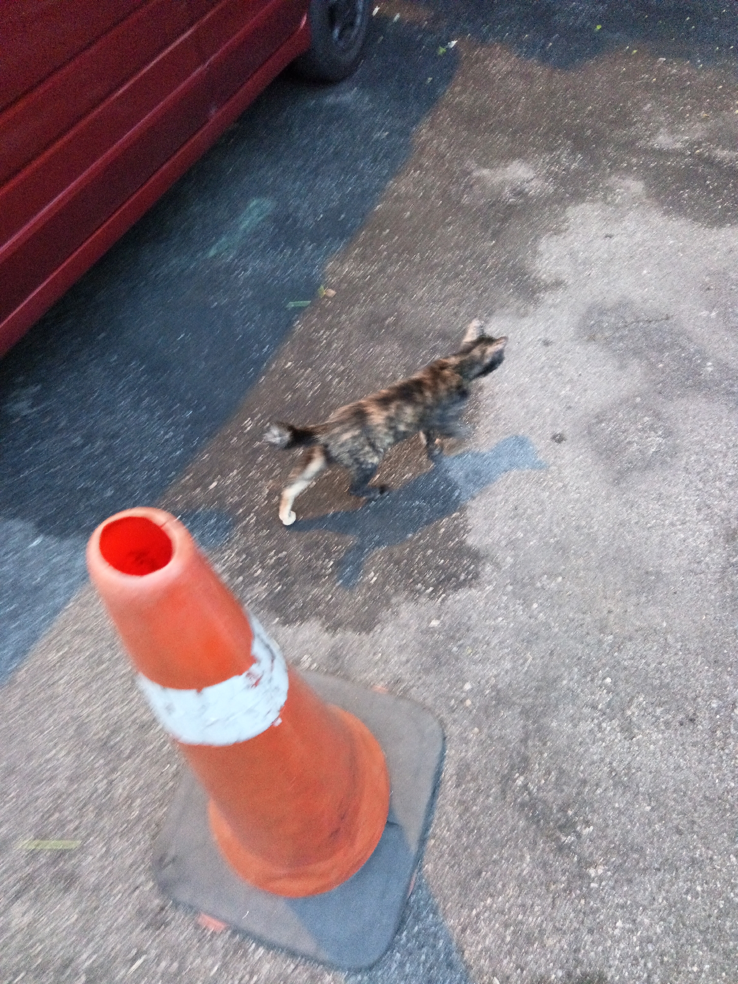 An orange traffic cone with a white stripe is positioned on a gray base on a gray asphalt surface. To the left of the cone, a portion of a red vehicle's side is visible. A tortoiseshell cat with brown and black markings is walking away from the cone on the asphalt, casting a shadow. The scene appears to be outdoors, possibly in a street or parking lot, based on the asphalt and the presence of a vehicle and traffic cone. There are no people visible in the image. The lighting suggests it is daytime. There is no information in the image to suggest a specific location in Kuala Lumpur, Malaysia.