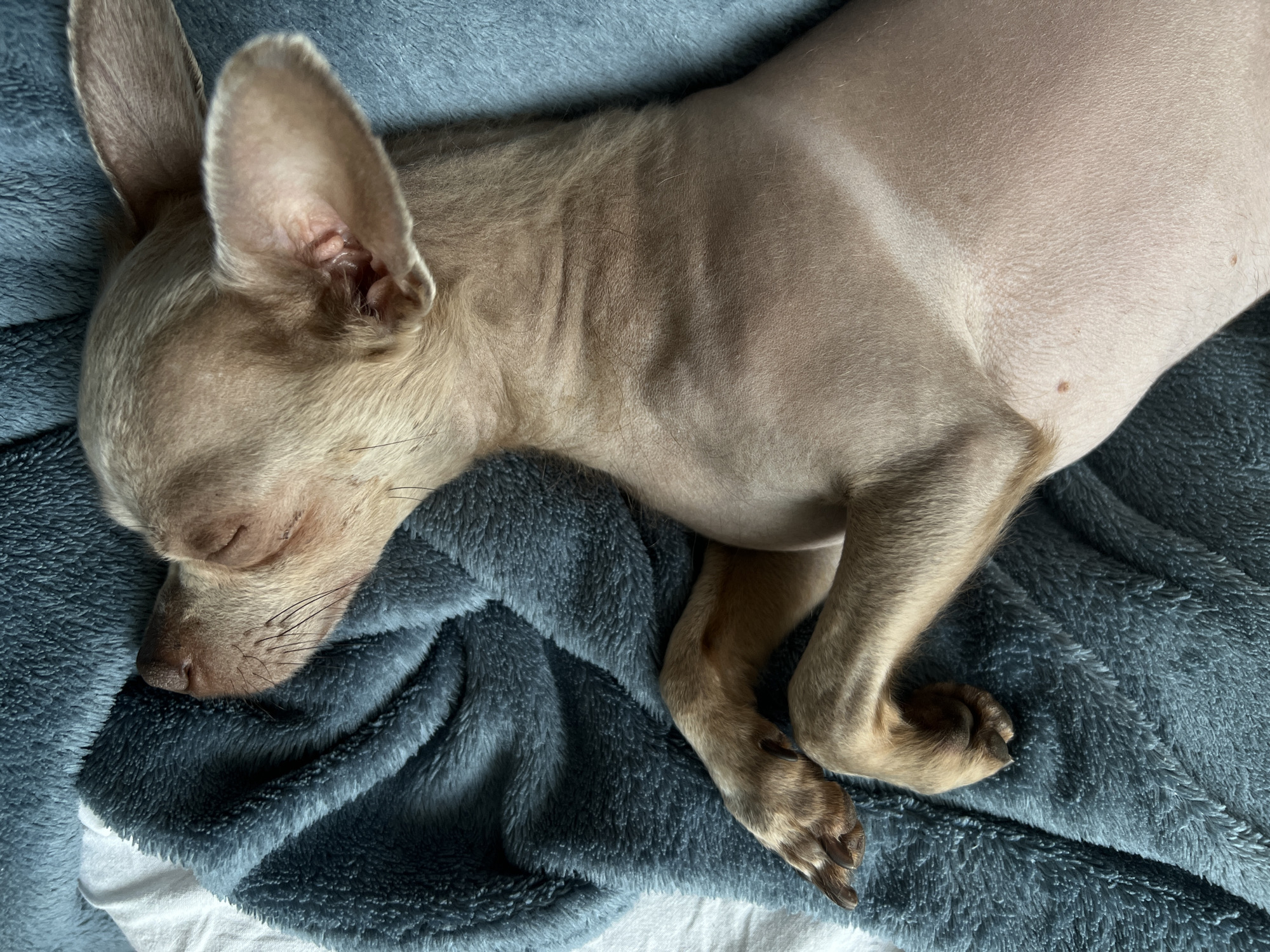 The image shows a light-skinned dog sleeping on a textured blue blanket. The dog is lying on its side with its eyes closed and its ears are perked up. One of the dog's paws is visible, resting on the blanket. The background appears to be a white surface, possibly a bedsheet. The image does not contain any information that would indicate a location in the city of Kharkiv, Ukraine.