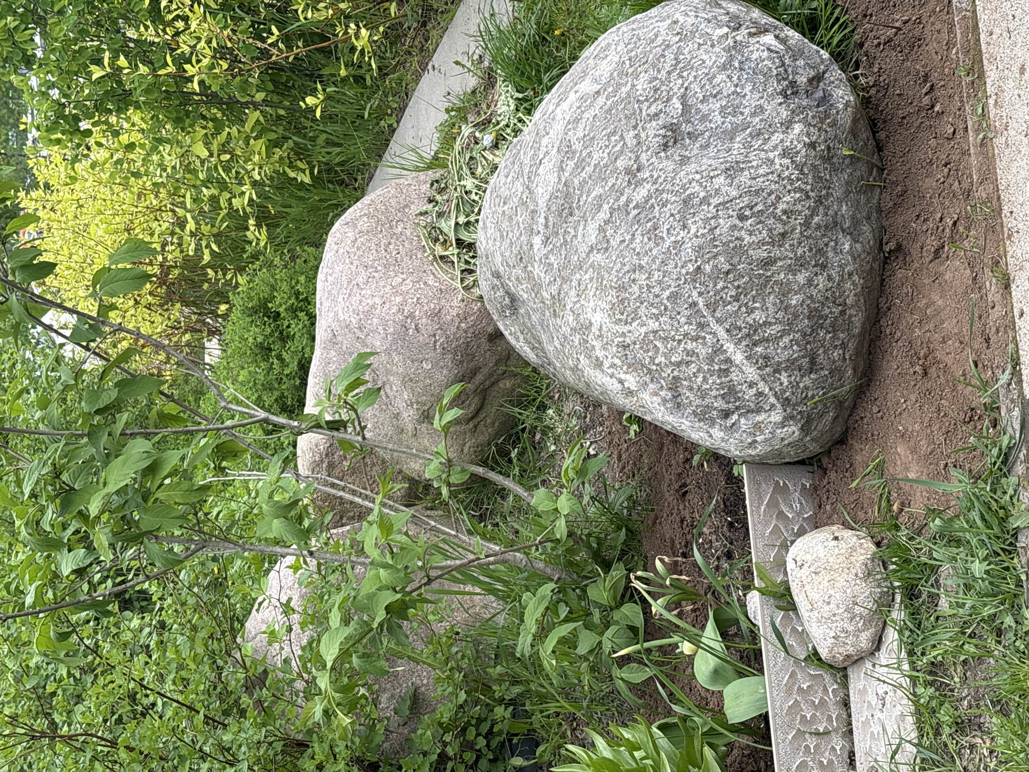 The image depicts a garden scene in Saint Petersburg, Russia. Three large, gray granite boulders are partially buried in the ground, surrounded by green foliage, including shrubs, grasses, and flowering plants. A concrete border surrounds the area with the boulders. A small, light-colored rock sits on a patterned concrete tile along the border. The image is taken from a low angle.