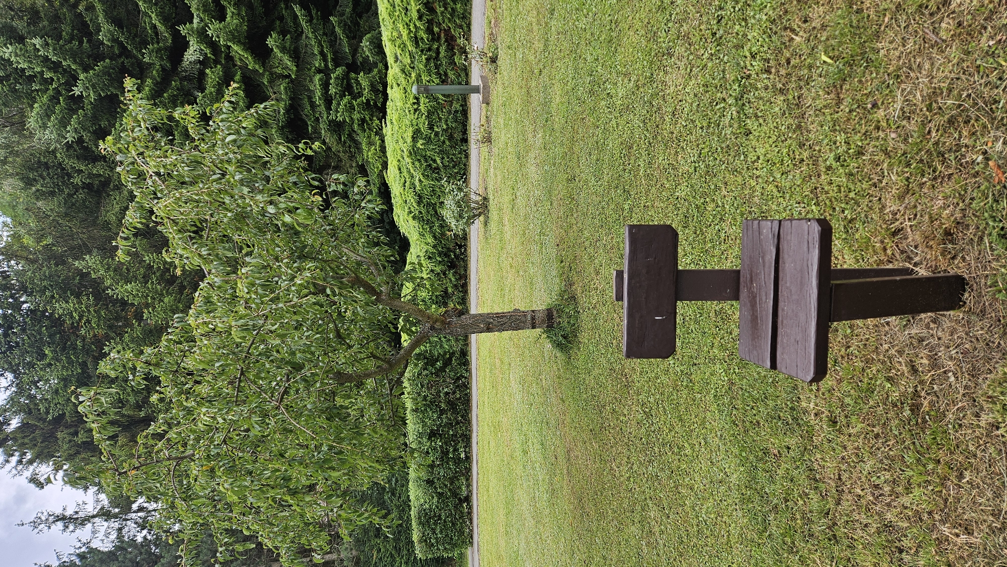 A wooden bench and a small tree are in a grassy park. In the background, there are manicured hedges and evergreen trees. A paved path runs along the edge of the hedges. A dark green lamp post stands on the right side of the path. The bench is made of dark brown wood and has a simple design with a seat and a backrest. The tree is deciduous and has green leaves. The park appears to be well-maintained. This image may have been taken in the city of Prešov, Slovakia, a region known for its parks and green spaces.