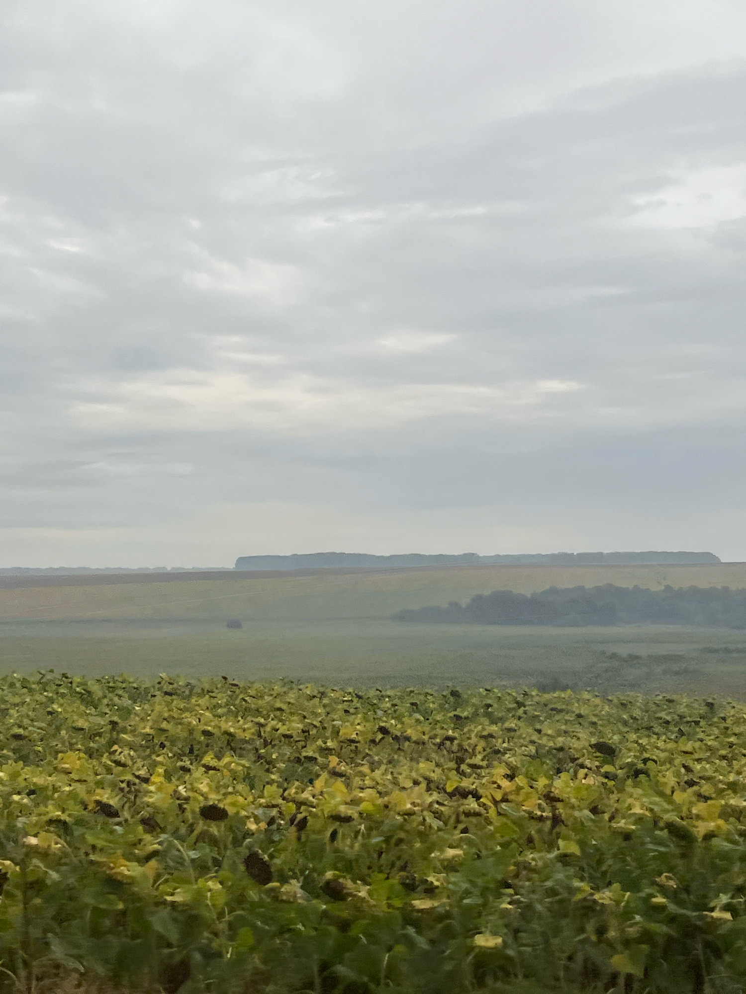 An outdoor, eye-level, vertical, medium shot captures a wide view of a rural landscape under an overcast sky. In the foreground, a dense field of sunflowers, their heads bowed and petals appearing yellow and brown, fills the lower portion of the frame. Beyond the sunflower field, a hazy expanse of rolling hills and fields stretches into the distance. A dark, tree-lined ridge marks the horizon, against the muted tones of the sky. A small, solitary dark object, possibly a building or a cluster of trees, is visible in the middle ground. The overall atmosphere is subdued and misty. The location is Unknown, Unknown.