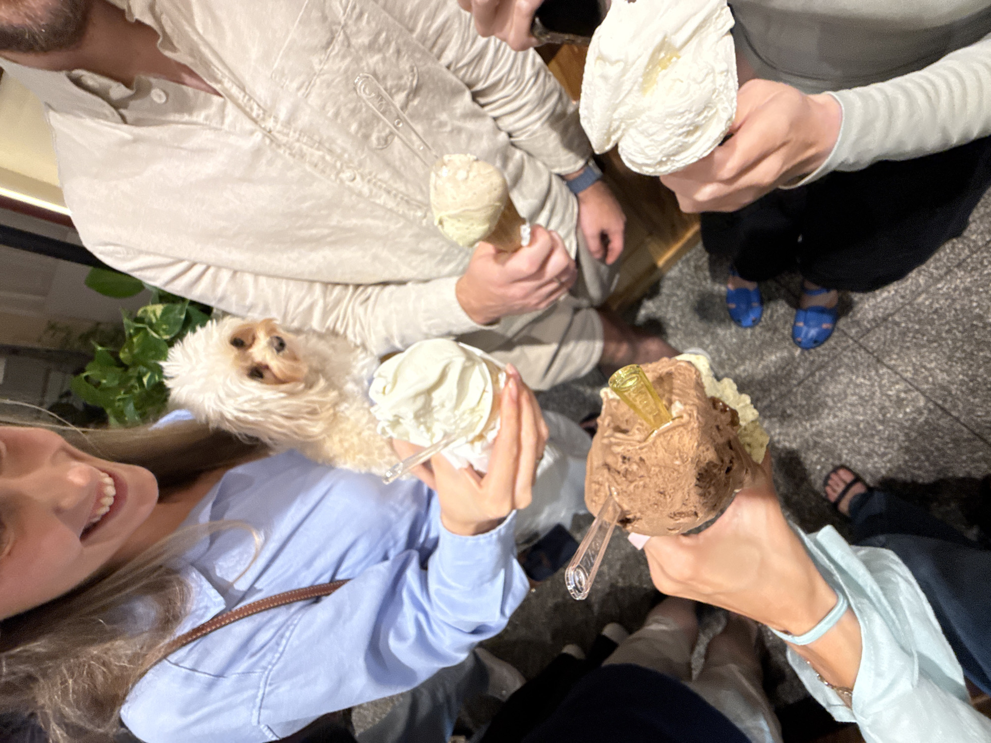 In an outdoor urban setting, likely a city street in Al Jizah, Jordan, a group of people are enjoying gelato. A small, fluffy, white dog is being held by a woman wearing a light blue shirt. In the foreground, multiple hands are holding cups and cones of gelato. One cup contains chocolate gelato, another appears to be a pale yellow or green flavor, and a third, partially obscured cup holds a white gelato with a drizzle of honey. The background is slightly blurred, showing hints of buildings and greenery, suggesting a warm climate. The overall atmosphere is casual and convivial.