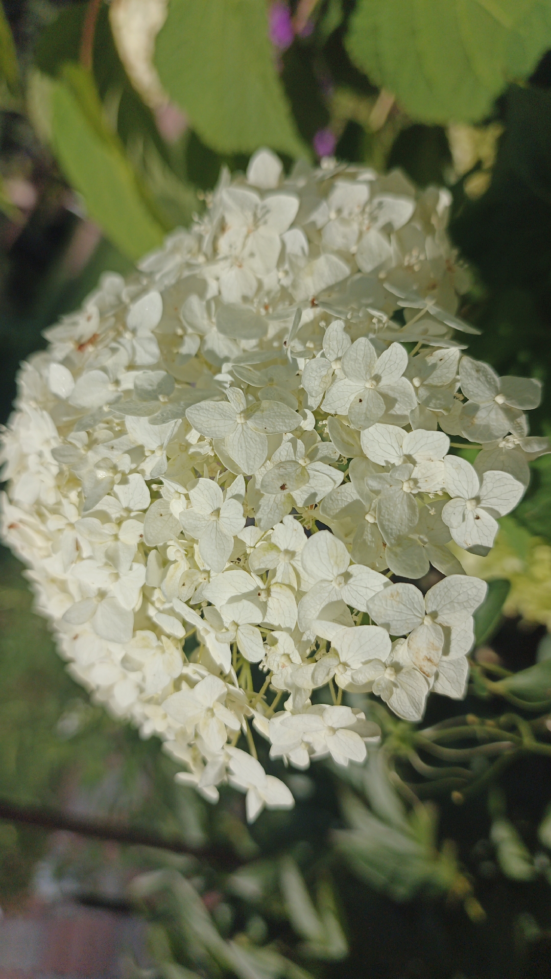A close-up, vertical shot shows a large cluster of small white hydrangea flowers. The flowers are densely packed together, forming a rounded bloom. Some of the individual florets have visible veins on their petals. The background is out of focus, with blurred green foliage and hints of darker brown or black. There are no people or identifiable structures in the image. The scene appears to be outdoors, possibly in a garden or natural setting. The location in Remeslennyi, Russia, is not discernible from the image itself.