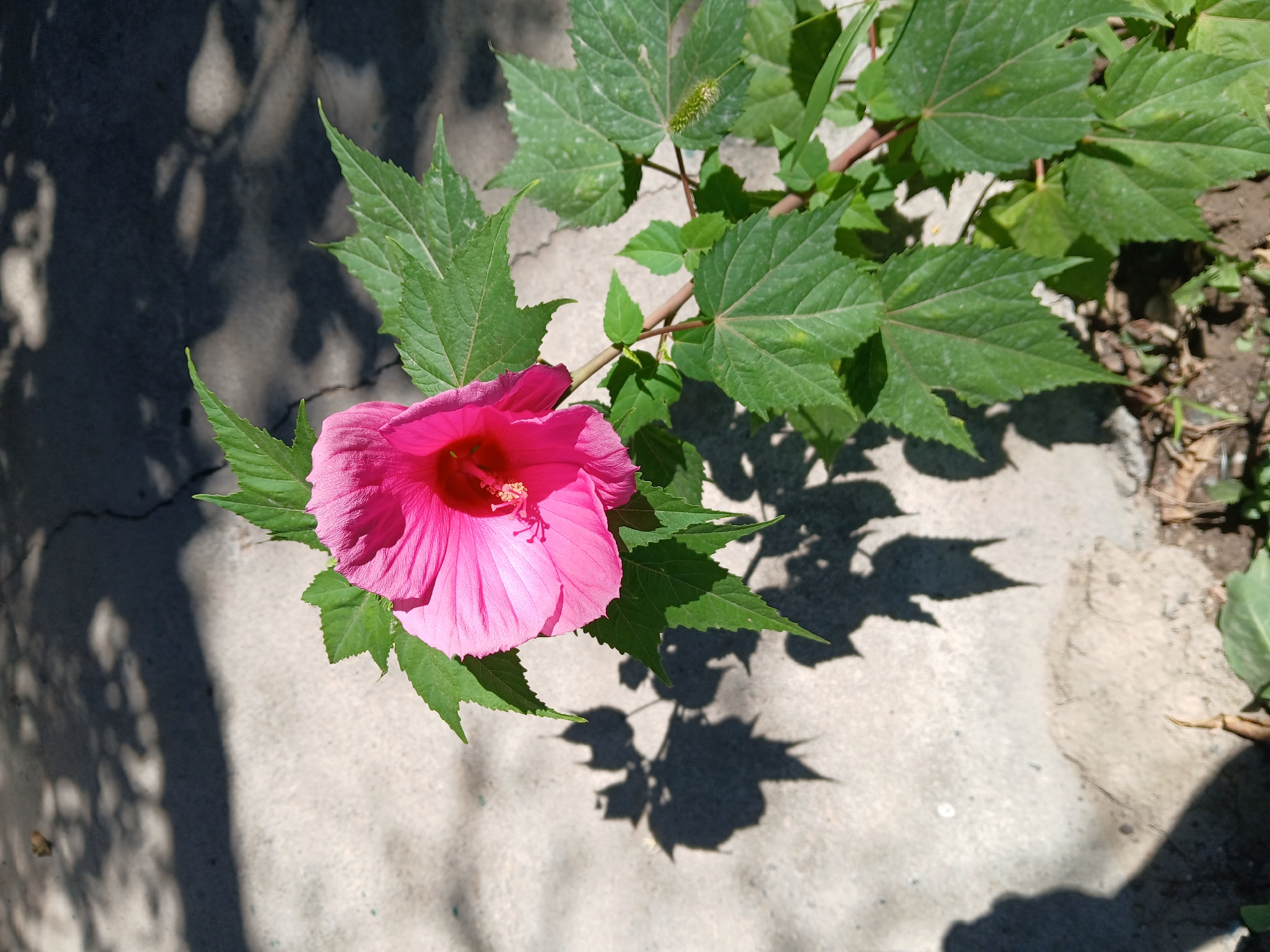 The image shows a vibrant pink hibiscus flower in full bloom, its petals unfurling towards the sunlight. The flower is part of a green, leafy plant, with several large, serrated leaves visible. The plant is growing outdoors, evidenced by the concrete ground surface with cracks and scattered dry leaves, indicative of a natural or semi-natural environment. Shadows of the plant and possibly a person are cast on the concrete, suggesting a sunny day. The background is blurred, but appears to be a mixture of concrete and dark, dappled shadows, possibly from trees overhead. There are no people visible in the frame, but a shadow on the left suggests a person may have been present during the photograph. The location is identified as Коктал, Kazakhstan.