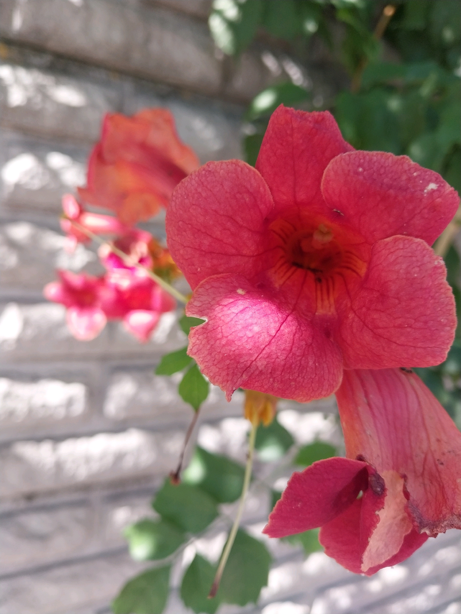 The image displays a close-up of several bright red, trumpet-shaped flowers, likely Campsis radicans (Trumpet Vine), in bloom. The flowers are predominantly in the foreground and mid-ground, with a larger, fully opened bloom taking center stage. Some of the flowers are slightly out of focus, creating a bokeh effect. A portion of a lighter-colored brick wall is visible in the background, suggesting an urban or semi-urban setting. Green foliage from the vine is interspersed among the flowers and behind them. The lighting suggests it is daytime, with some dappled light creating highlights and shadows on the petals and the brick wall. There are no people, animals, or specific landmarks indicating a precise location within Dnipro, Ukraine. The scene is static, focusing solely on the natural beauty of the flowering vine against a textured background.