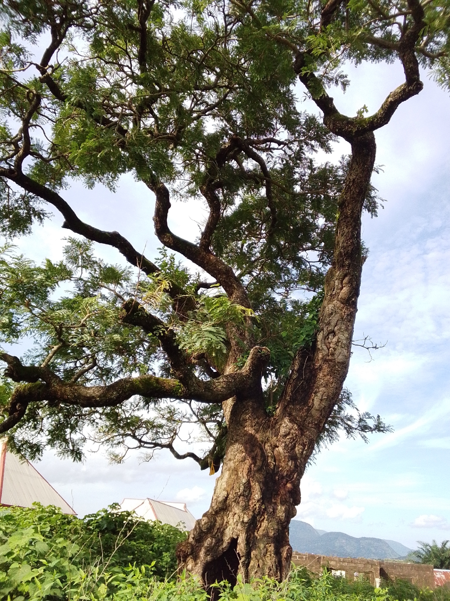 This media file captures a close-up, low-angle view of a large, old tree with a gnarled and textured trunk, dominating the foreground. The tree's branches, thick and sinuous, spread outwards, adorned with lush green foliage. In the background, peeking through the dense greenery at the base of the tree, are glimpses of white structures with red-trimmed roofs, possibly houses or other buildings. Beyond these structures, a range of hazy, blue-green mountains forms the distant horizon. The sky is a light blue, dotted with scattered white clouds, suggesting a bright day, likely mid-morning or afternoon. The overall atmosphere is one of nature's grandeur, with the ancient tree serving as the focal point against a backdrop of rural landscape. No people are visible, and no text is present in the image. The setting appears to be Serti, Nigeria.