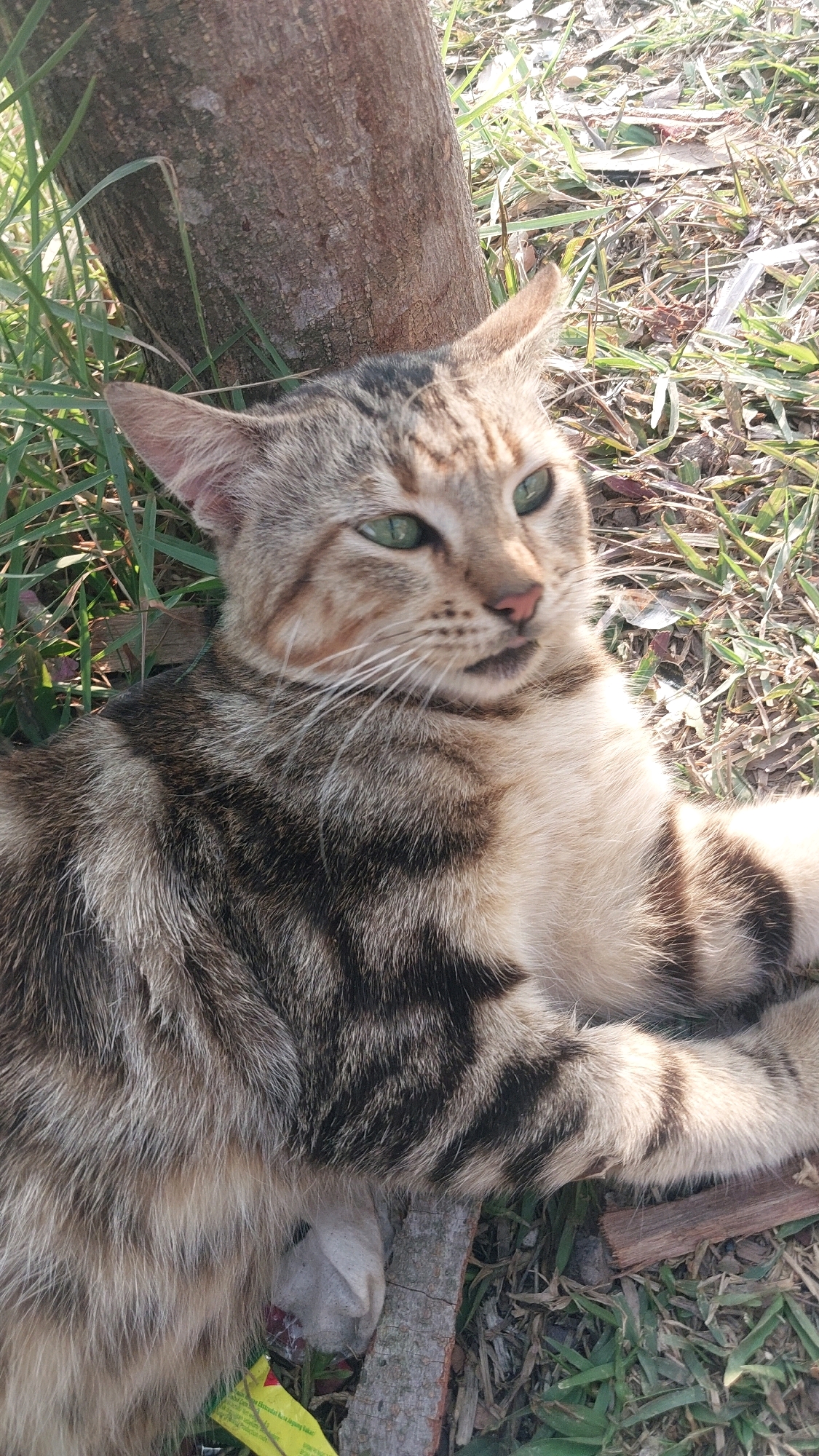 In Bojonghaleuang, Indonesia, a tabby cat with striking green eyes is captured in a close-up shot, lounging outdoors next to the base of a tree. The cat's fur displays a mottled pattern of brown, black, and cream, with dark stripes running across its body and tail. Its head is turned to the right, with its ears perked and its mouth slightly open, revealing a pink tongue. The cat is positioned on a patch of dry grass and fallen leaves, with blades of green grass visible around its body. A piece of white fabric and a yellow wrapper are partially visible underneath the cat, suggesting the presence of discarded items in the environment. The lighting suggests a bright, sunny day, casting shadows and highlighting the textures of the cat's fur and the surrounding foliage.