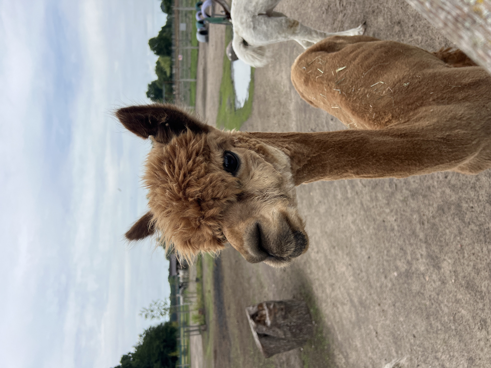 A close-up, eye-level, vertical shot captures a light brown alpaca in the foreground, facing left and slightly away from the camera, revealing its profile. Its shaggy, reddish-brown fur covers its head, ears, and neck, with a darker brown snout. The alpaca's dark, almond-shaped eye is visible. Its neck is long and slender, and its body extends out of frame to the right. Hay is visible on its back. To the right and behind the alpaca, a white alpaca is partially visible, facing away from the camera and showing its hindquarters and tail.
The environment is an outdoor enclosure with a dirt ground. In the mid-ground, a roughly cut, light-colored log stands upright to the left. Further back, a small puddle of water reflects the cloudy sky. Beyond that, a fence separates the enclosure from a grassy area with trees and distant structures. The sky is overcast with patches of blue and white clouds. The image appears to be taken in the city of Antonin, Poland.