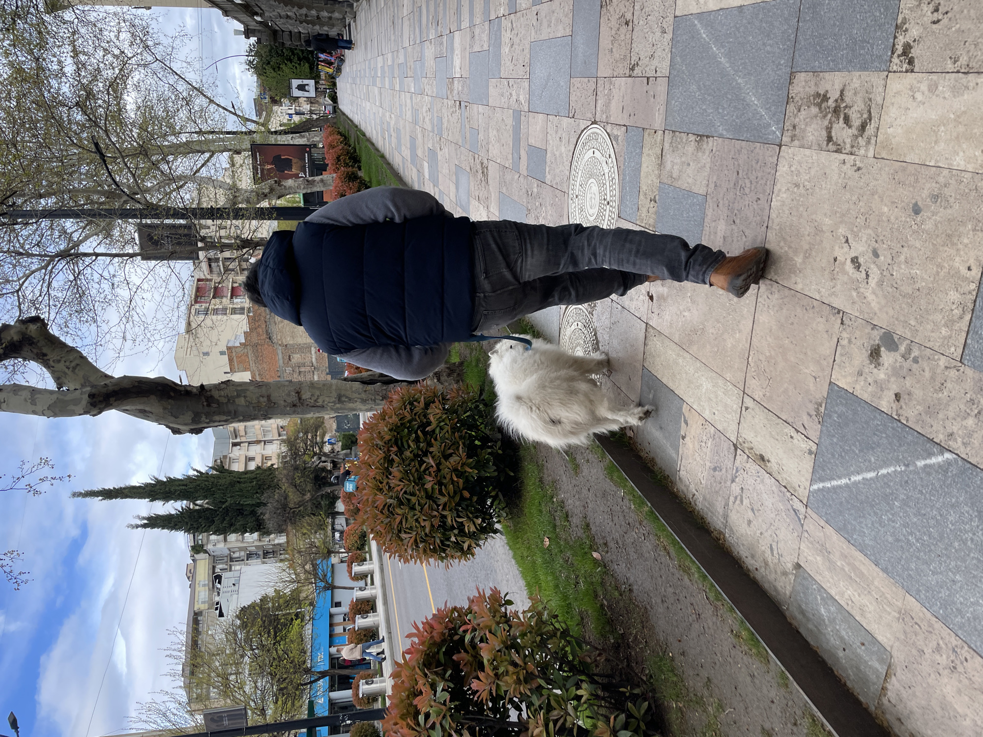 A man walks his white dog on a leash along a city sidewalk. The man wears brown shoes, dark jeans, a gray sweatshirt, and a blue vest. The sidewalk is composed of rectangular stone pavers. A narrow strip of grass and small bushes separate the sidewalk from a street lined with trees and buildings. The buildings are generally low-rise, four to six stories high. The sky is overcast. This scene is in Tbilisi, Georgia.