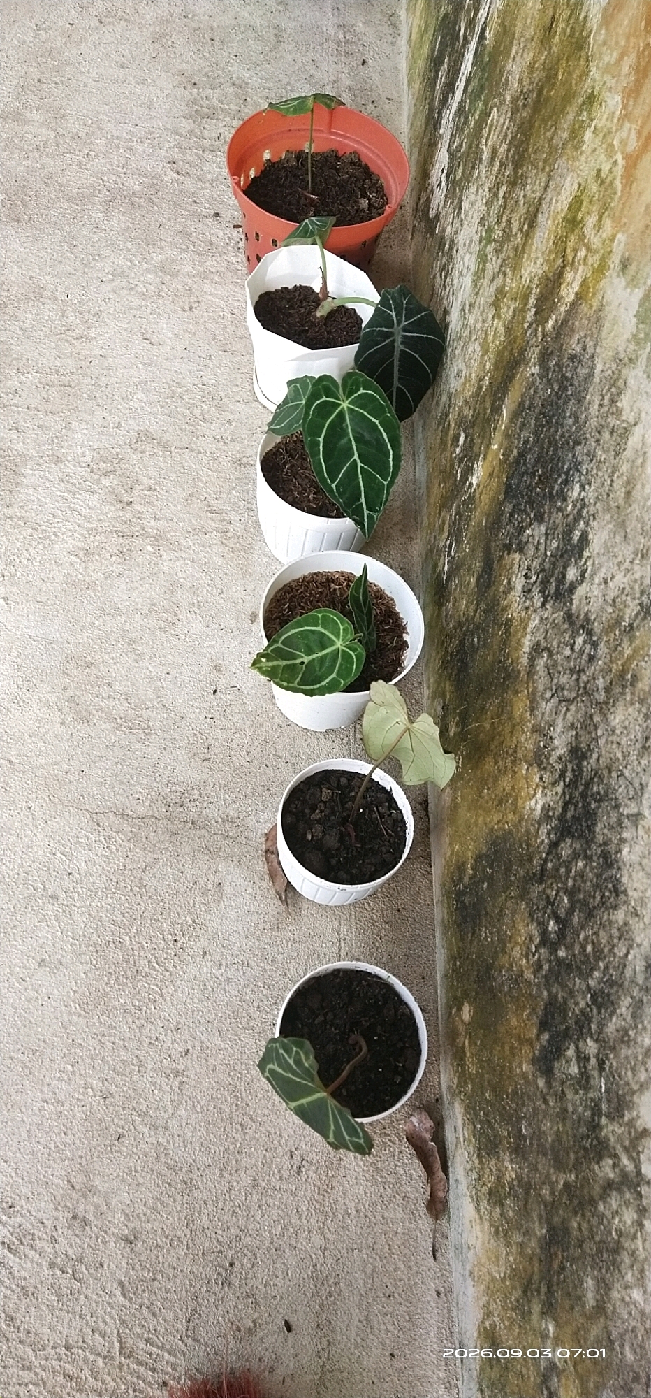 The image shows a vertical arrangement of six potted plants placed on a concrete surface next to a moss-covered, weathered wall. The plants are of varying sizes and stages of growth, with some featuring dark green, intricately veined leaves characteristic of the anthurium family. The pots are a mix of terracotta and white plastic. The setting appears to be an outdoor area, possibly a patio or walkway, in Matabu, Indonesia, indicated by the timestamp at the bottom right corner. The lighting suggests it is daytime. There are no people visible in the frame.