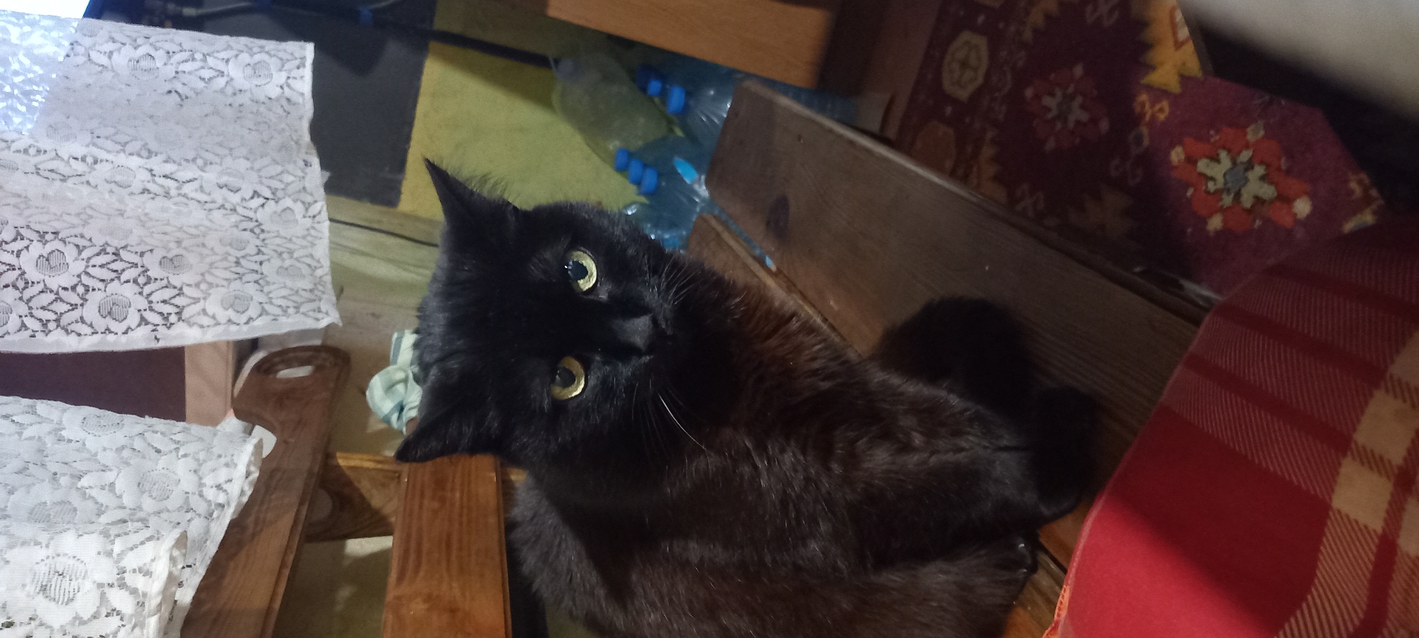 The image depicts an indoor scene in Kryvyi Rih, Ukraine, featuring a black cat as the central subject. The cat, with short dark fur and prominent yellowish-green eyes, is positioned facing forward and slightly to the right, sitting on a light brown wooden surface, possibly a bench or chair. White whiskers are visible around its snout.
In the upper left quadrant, white lace curtains with a floral pattern are visible, hanging above a wooden furniture piece. To the right of the cat, against a pale green wall, several clear plastic bottles with blue caps are arranged on the floor. Part of a dark, vertical object, possibly a stand or furniture leg, is also present near the wall. The floor is partially covered by a dark red patterned rug with geometric and floral motifs in shades of yellow, blue, and white. In the lower left corner, a portion of a red and white plaid textile, possibly a cushion or blanket, is visible. No human subjects or direct interactions are depicted. The environment suggests a domestic setting.