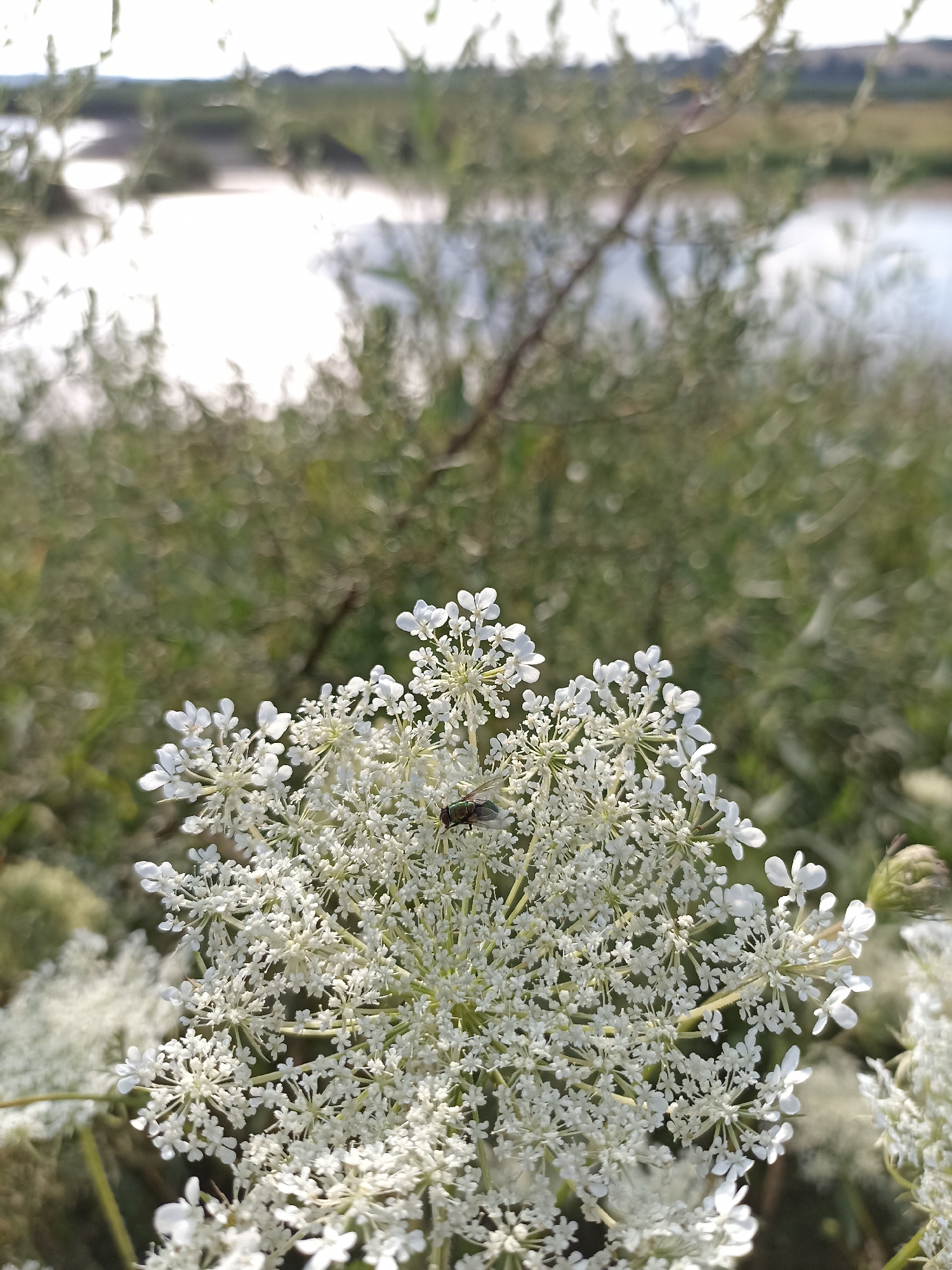 The image captures a close-up of a white Queen Anne's Lace flower with a fly resting on its petals. The flower is in sharp focus, showcasing its intricate structure with numerous small white florets. The background is softly blurred, revealing a body of water, likely a river or lake, with green vegetation and a hazy sky. The scene appears to be an outdoor natural setting, possibly near the edge of the city of Velykyi Oleksyn, Ukraine, given the vegetation and water body. The lighting suggests it is daytime, with sunlight reflecting off the water. There are no people visible in the image.
