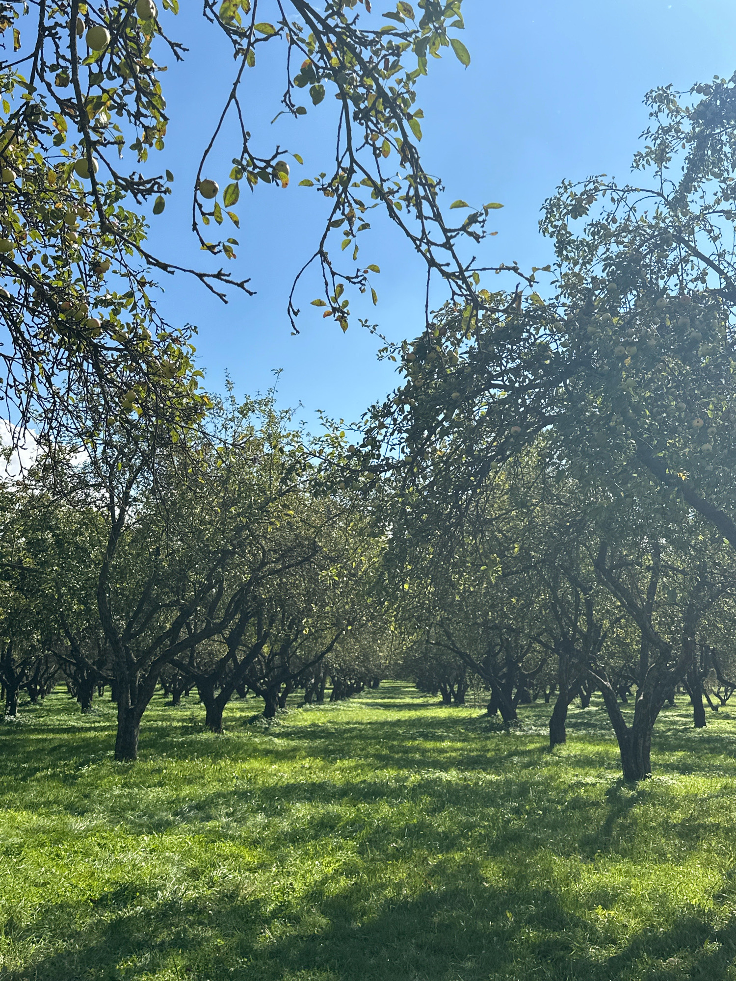 The image depicts an apple orchard under a clear blue sky. Rows of mature apple trees with dark, gnarled trunks and branches laden with green apples are visible. The ground is covered in vibrant green grass, with dappled sunlight casting shadows from the trees. The overall impression is one of a peaceful, natural setting, likely in the countryside rather than within a city. There are no people or any man-made structures visible. The scene suggests a late summer or early autumn time, given the presence of ripening apples. The location is not specified within the city of Minsk, Belarus, and the image alone does not provide any clues to such a specific location.