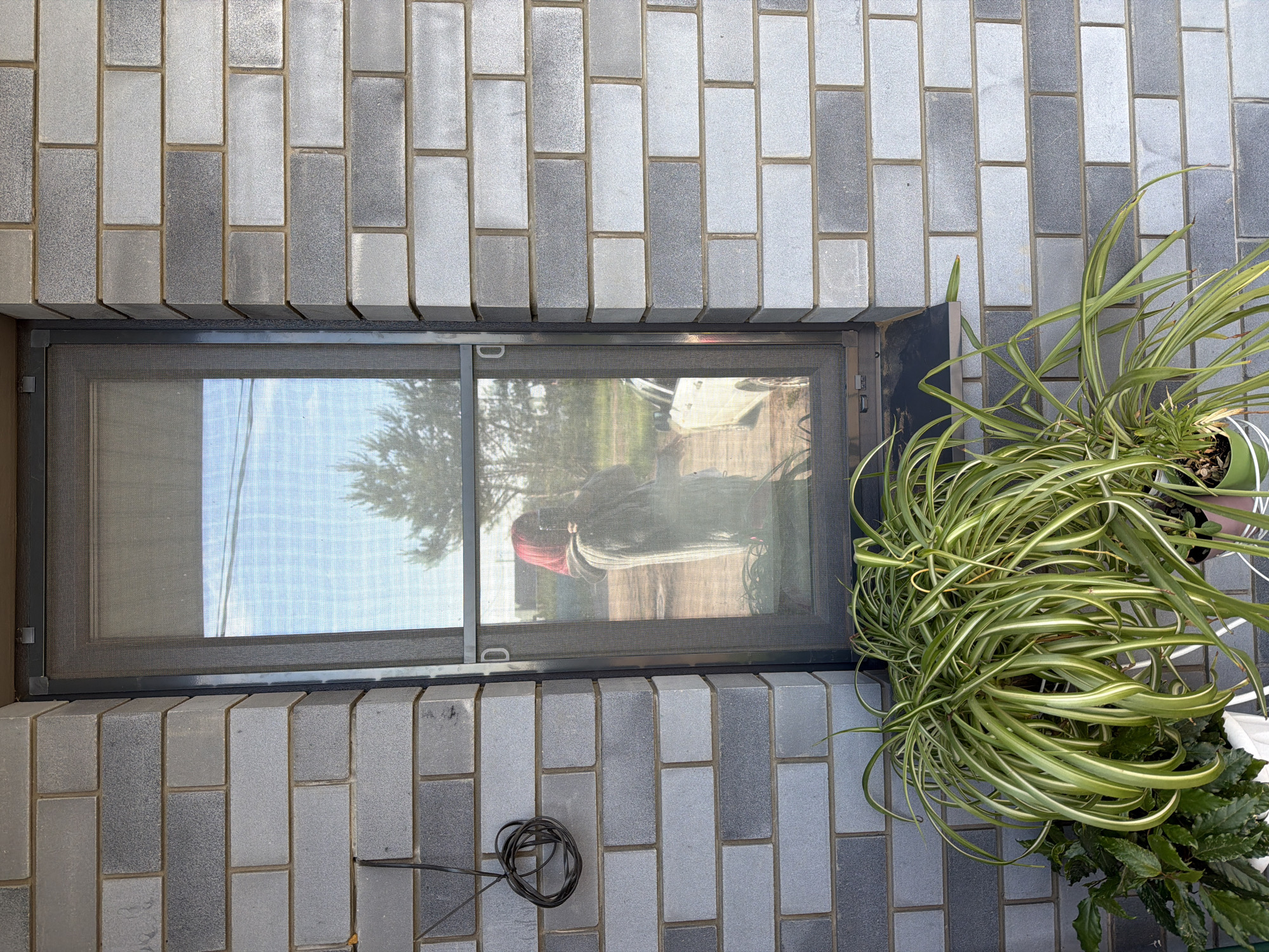 The image, taken in Chaikovsky, Russia, displays an outdoor scene focused on a building's exterior wall. The wall is constructed from rectangular tiles in various shades of grey, arranged in a running bond pattern.
A horizontal window, fitted with a dark mesh screen, is recessed into the wall. The window's glass brightly reflects an outdoor environment, revealing a blue sky, green trees, and indistinct shapes that may be distant structures or objects, including some with red and white elements. A faint, distorted reflection of a person or object is also visible in the window. A dark, coiled cable rests on the tiled surface directly below the left side of the window.
To the right of the window, a large potted plant, primarily a spider plant with long, cascading green and white striped leaves, is prominently featured. It sits on a small black shelf or box, with another dark green leafy plant partially visible beneath it. The bright illumination suggests it is daytime with sunny conditions. No discernible text is visible within the image.