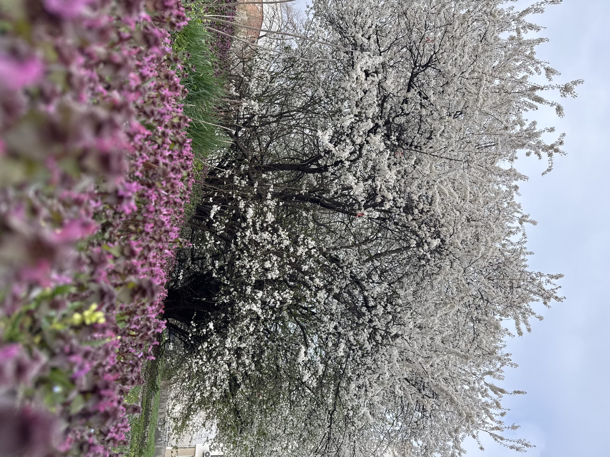 The image, oriented vertically, depicts a street scene in Sofia, Bulgaria. On the left, a dense patch of purple flowers grows alongside green grass. A large tree with white blossoms dominates the right side of the image, its branches extending towards the center. The sky appears overcast. In the background, a glimpse of a building can be seen.