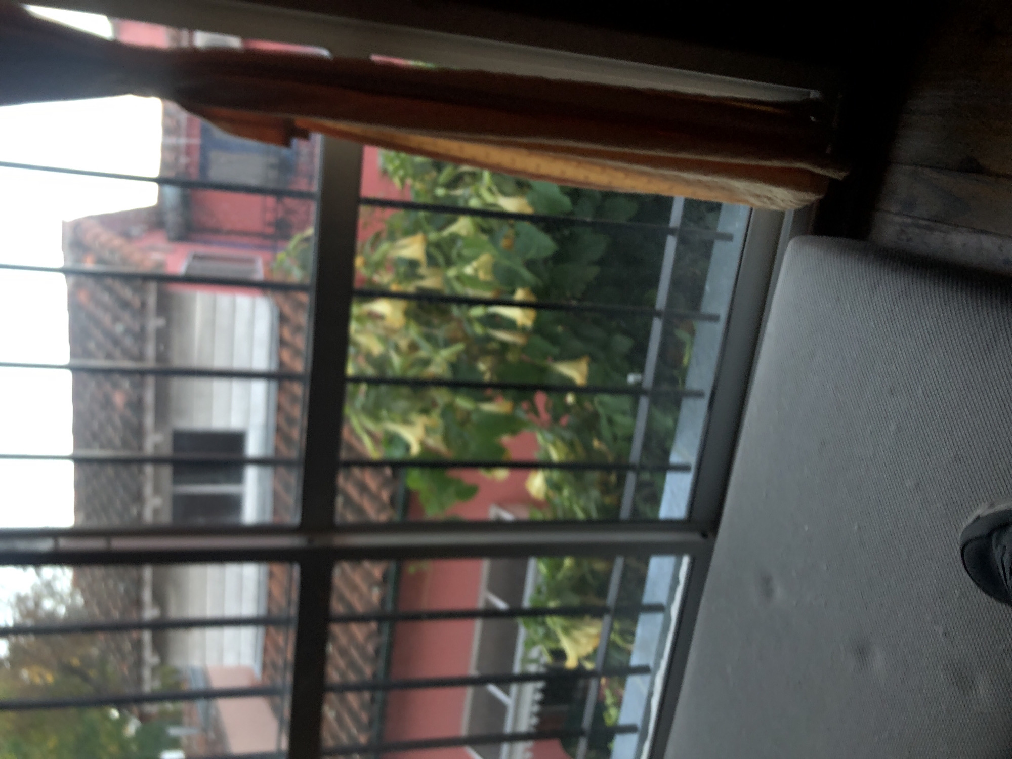The image captures an outdoor scene viewed through a window, rotated 90 degrees clockwise. In the foreground, spanning the right side of the rotated image, is a light grey, textured surface, likely a mattress or cushion. A foot wearing a dark shoe or sandal is partially visible on this surface in the bottom right corner of the rotated image.
The window itself is fitted with dark, possibly metal, security bars forming a grid pattern, along with a dark frame. A dark brown curtain or blind valance hangs across the top of the window, partially obscuring the upper frame.
Beyond the window, the outdoor environment is visible. Red-colored buildings with distinct tiled roofs occupy the left side and background of the rotated image. In the center and right side of the outdoor view, lush green foliage with numerous yellow, trumpet-shaped flowers (resembling *Brugmansia*) is prominent. The lighting appears diffused, suggesting an overcast day or indirect sunlight.
No specific activity is taking place; it is a static view. The architecture and vegetation are consistent with an urban residential area. No visible text is present in the image.
