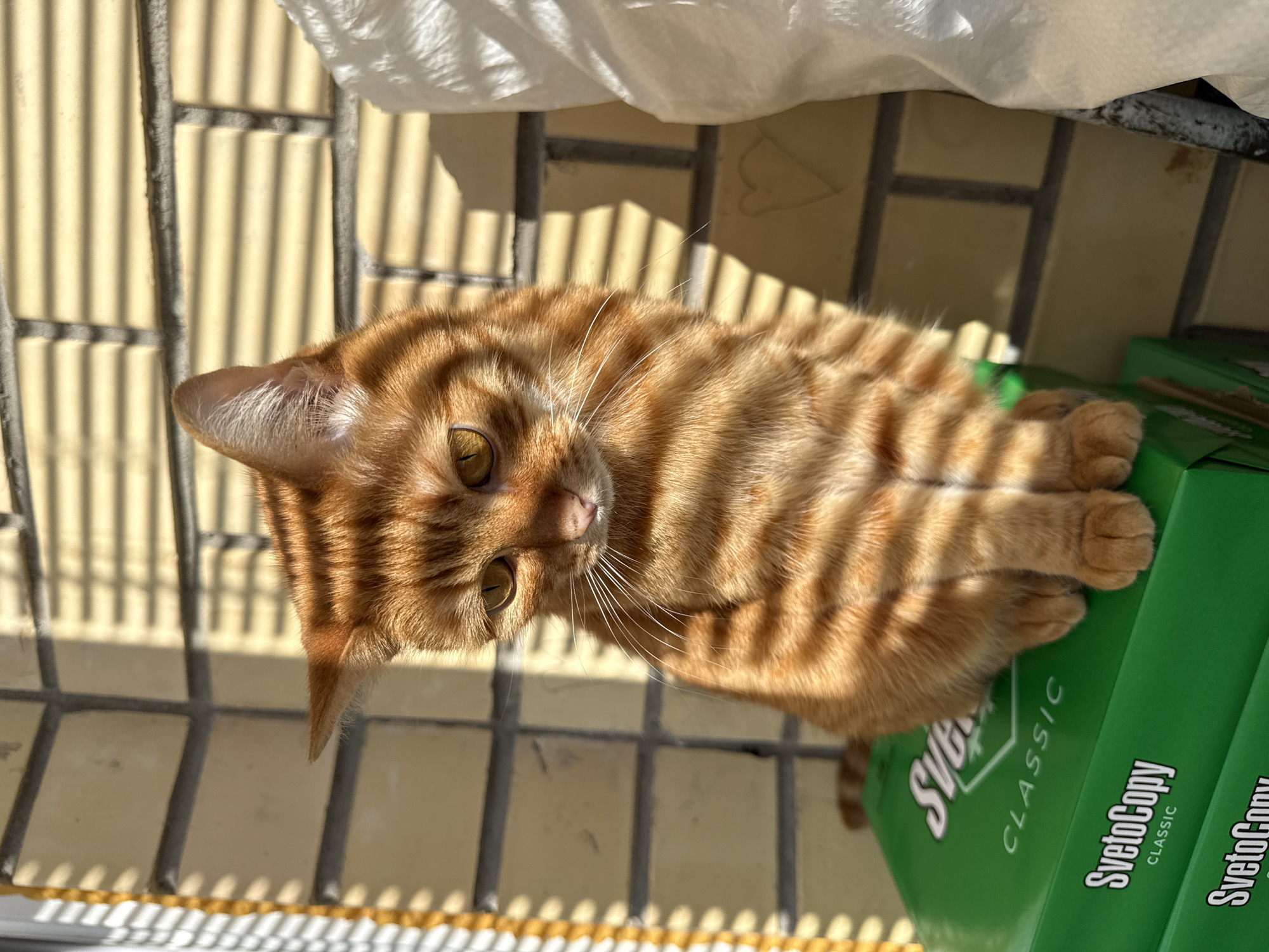 The image, oriented vertically, prominently features an orange tabby cat lying down and looking directly towards the viewer. The cat has a distinctive striped fur pattern, yellow-green eyes, white whiskers, and a pink nose. It is basking in strong, direct sunlight, which casts striking parallel shadow stripes across its body and the light-colored, possibly tiled, surface it rests upon. These shadows appear to be cast by a metal grating or fence-like structure visible in the background. A crumpled white fabric or material is also present in the upper part of the background.
To the cat's right, a stack of bright green boxes is visible. The brand name "SvetoCopy CLASSIC" is clearly legible in white text on these boxes. Partial Cyrillic text, "СветоКопи," is also discernable on one of the boxes. The strong sunlight and the cat's relaxed posture suggest a warm, sunny day. The "SvetoCopy" branding is consistent with the provided location context of Vologda, Russia.