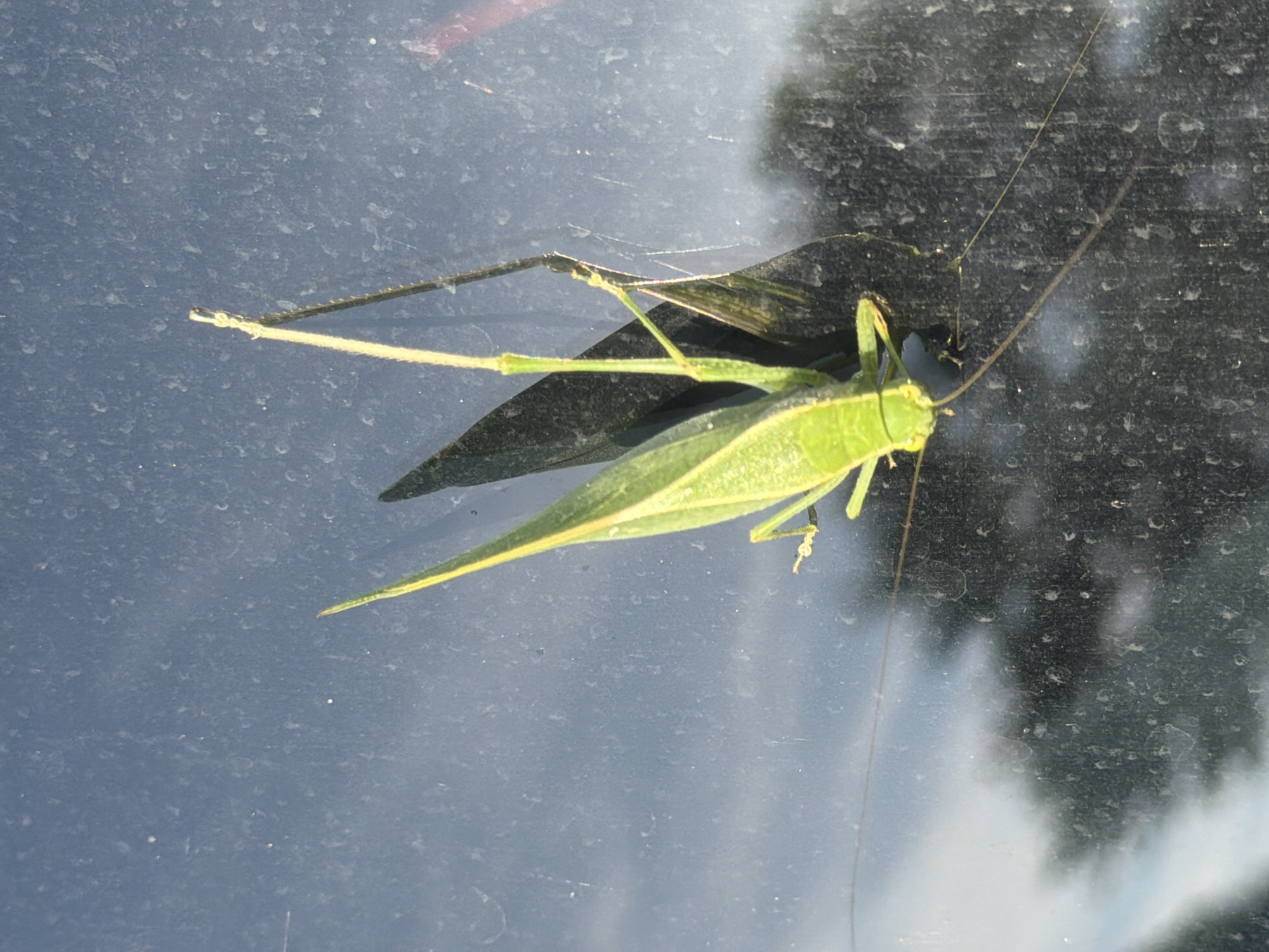 A green katydid is clinging to a dirty windowpane, its body angled upwards. The insect has large, leaf-like forewings and long antennae. Its shadow is cast on the glass behind it. Outside the window, trees and sky are visible, blurred by the dirty glass. The scene appears to be outdoors in Peters Township, USA.