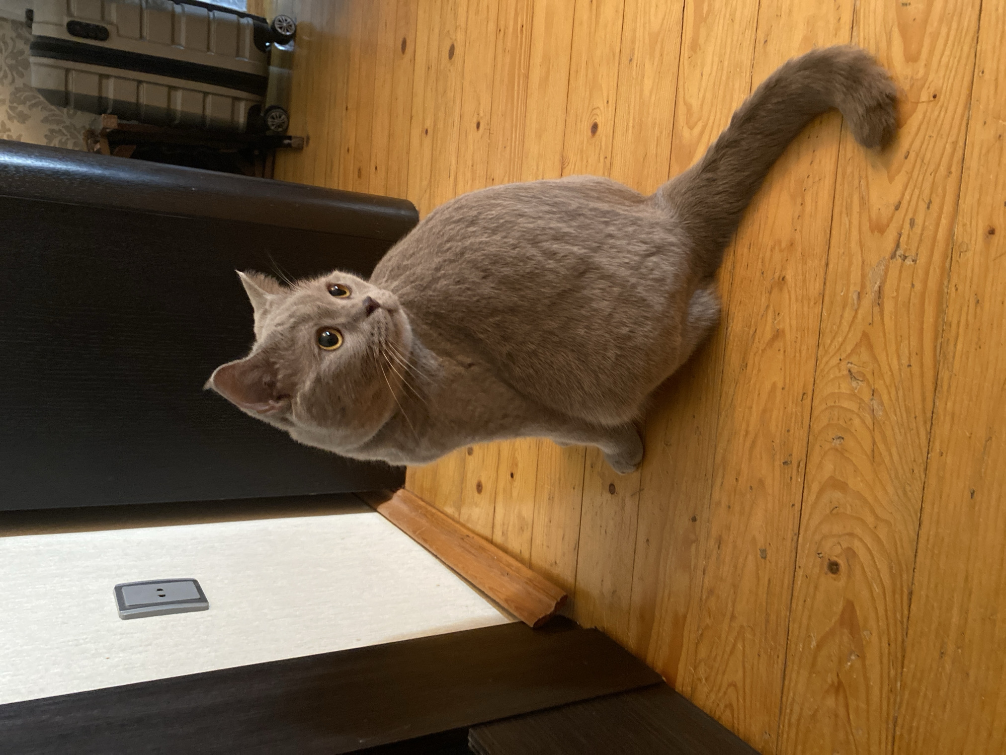 A light gray, short-haired cat is sitting on a wooden floor, facing to the right of the frame. The cat has large, round, orange eyes and alert ears. The tail is curved. The background shows a light-colored wall with a gray electrical outlet on the left, and a dark upright object that appears to be furniture on the right. Further in the background on the right, a light-colored suitcase with wheels is visible. The flooring is made of polished wooden planks. The image appears to be taken indoors, possibly in a residential setting. The location is not specified in the image itself, so it cannot be determined that it is in the city of Bakikhanov, Azerbaijan.