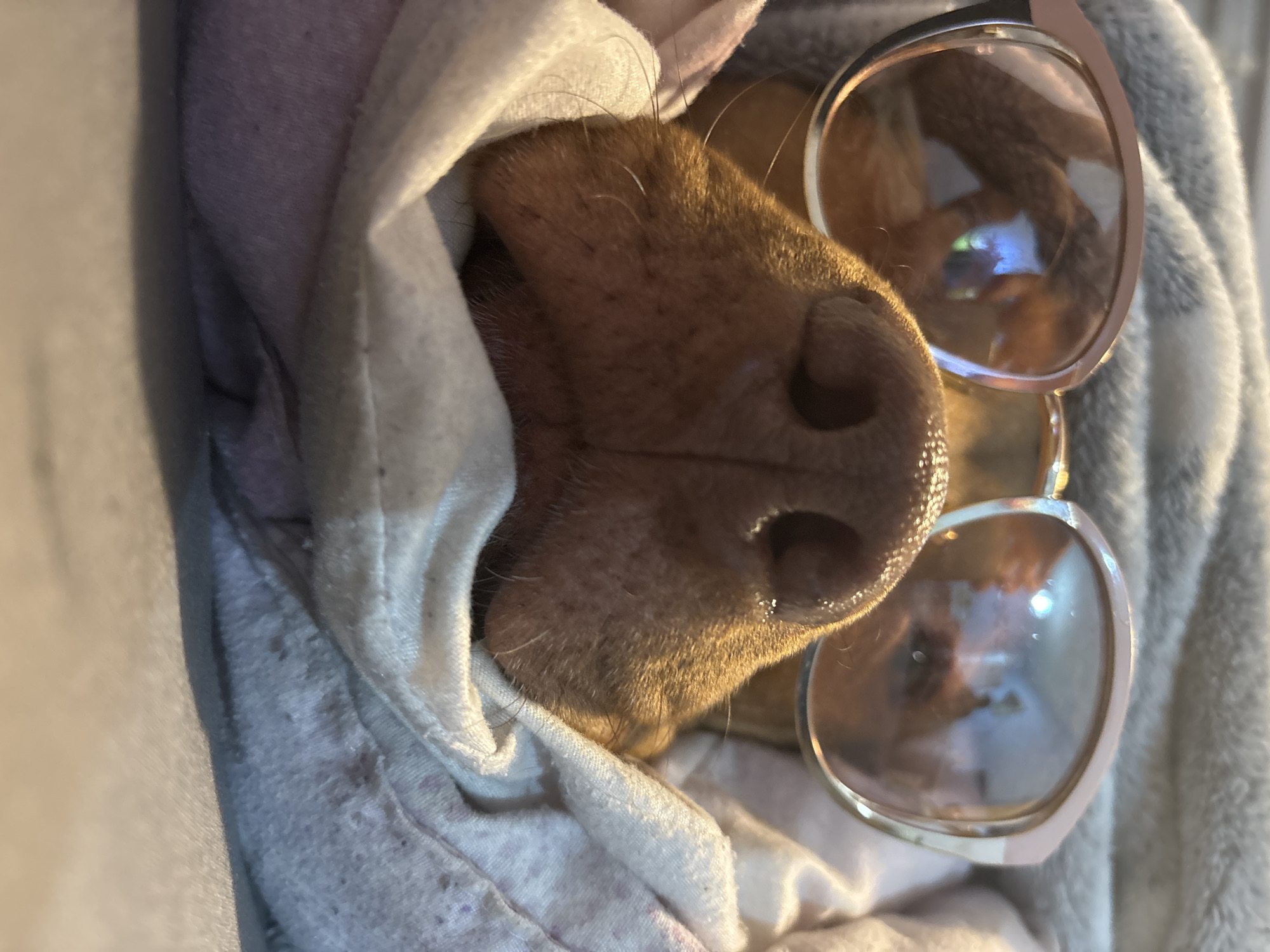 A close-up, vertically oriented shot captures the snout and upper face of a brown-furred dog, wrapped snugly in a light-colored, possibly white or light grey, blanket or hoodie. The dog appears to be resting or relaxing, with a pair of stylish sunglasses perched on its face.
The prominent feature is the dog's moist, dark brown snout with clearly visible nostrils and scattered whiskers around the muzzle. The fur on its face is a warm reddish-brown hue. The sunglasses have light-colored, possibly rose gold or pale pink, frames and slightly reflective lenses. Reflections in the lenses show a mix of light sources, with a distinct blue or purple glow visible in the upper lens, possibly from a screen or distant light. Another lens shows a less distinct reflection, hinting at the indoor environment.
The blanket material appears soft and plush, engulfing the dog's head, suggesting a cozy and comfortable setting. There are some darker specks or patterns on the light fabric. The lighting in the image is soft, casting some shadows that highlight the textures of the fur and fabric. No specific time of day, weather, or location cues are visible within the image itself. There is no visible text. The overall impression is one of a relaxed or "cool" pet enjoying a moment of comfort.