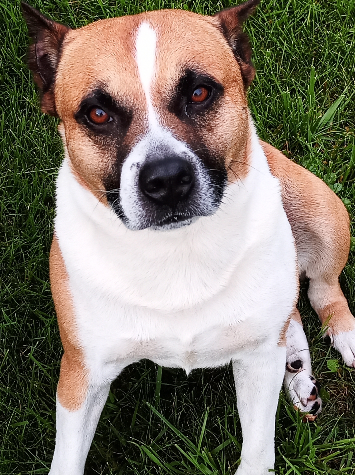 A medium shot captures a dog, primarily brown and white, sitting on a patch of green grass. The dog's head is turned slightly to its left, with its gaze directed upwards. Its eyes are a deep brown, and a white blaze runs vertically down the center of its face. The dog's muzzle is black, with a white ruff around its neck and chest. Its ears are pointed and dark brown. The grass is evenly mowed and appears healthy. The lighting suggests it is daytime. The scene is outdoors, in what appears to be a park or backyard setting. This specific location in Kozyn, Ukraine, is a residential area with numerous green spaces and parks, often used for recreation and outdoor activities.