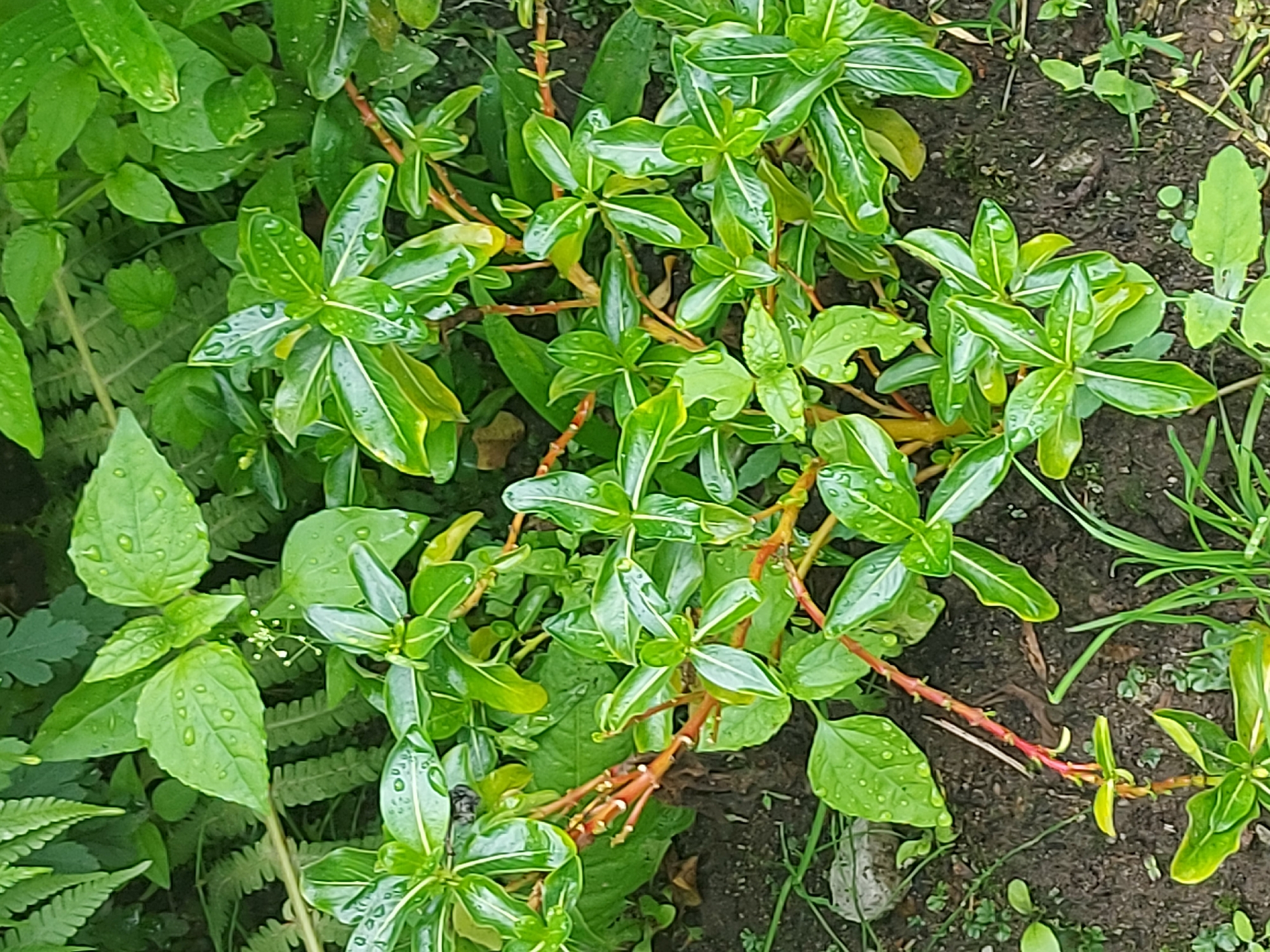 In Belogorsk, Russia, a close-up, top-down view captures a patch of damp greenery. The image focuses on the vibrant, wet leaves of a plant, glistening with numerous water droplets. The leaves are a bright, glossy green with prominent lighter green veins, and they are arranged in a radial pattern around the stems. The stems themselves are a reddish-brown, with some appearing thicker and more mature while others are thinner and more delicate, showing hints of red thorns. Surrounding this central plant are other types of foliage, including ferns with intricate fronds, and darker green leaves. The ground beneath is dark, moist soil, with scattered blades of grass and small weeds. The overall impression is of a natural, outdoor environment after a rain shower.