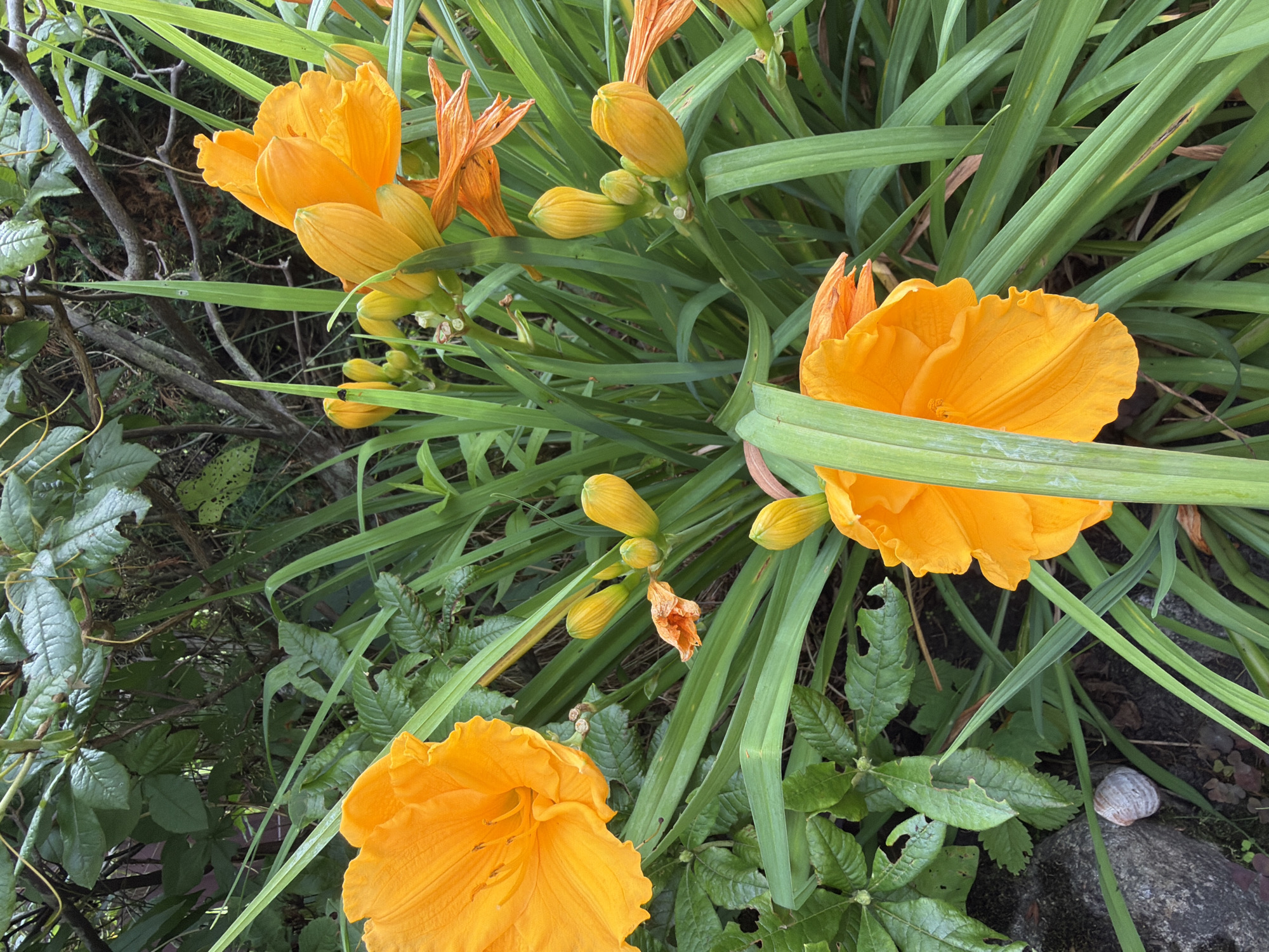 A close-up, eye-level shot captures a dense cluster of bright orange daylilies and green foliage in Baloži, Latvia. Several fully bloomed daylilies with ruffled petals dominate the frame, their vibrant color contrasting with the long, slender green leaves. Numerous closed buds, some tinged with yellow, are visible amongst the blooms, suggesting a garden in its prime. In the lower left corner, a light gray, spiraled snail shell rests on the dark, earthy ground next to a rough-textured, dark gray rock. The background is a blur of darker green leaves and branches, indicating a natural outdoor setting. The lighting suggests it is daytime, possibly overcast.