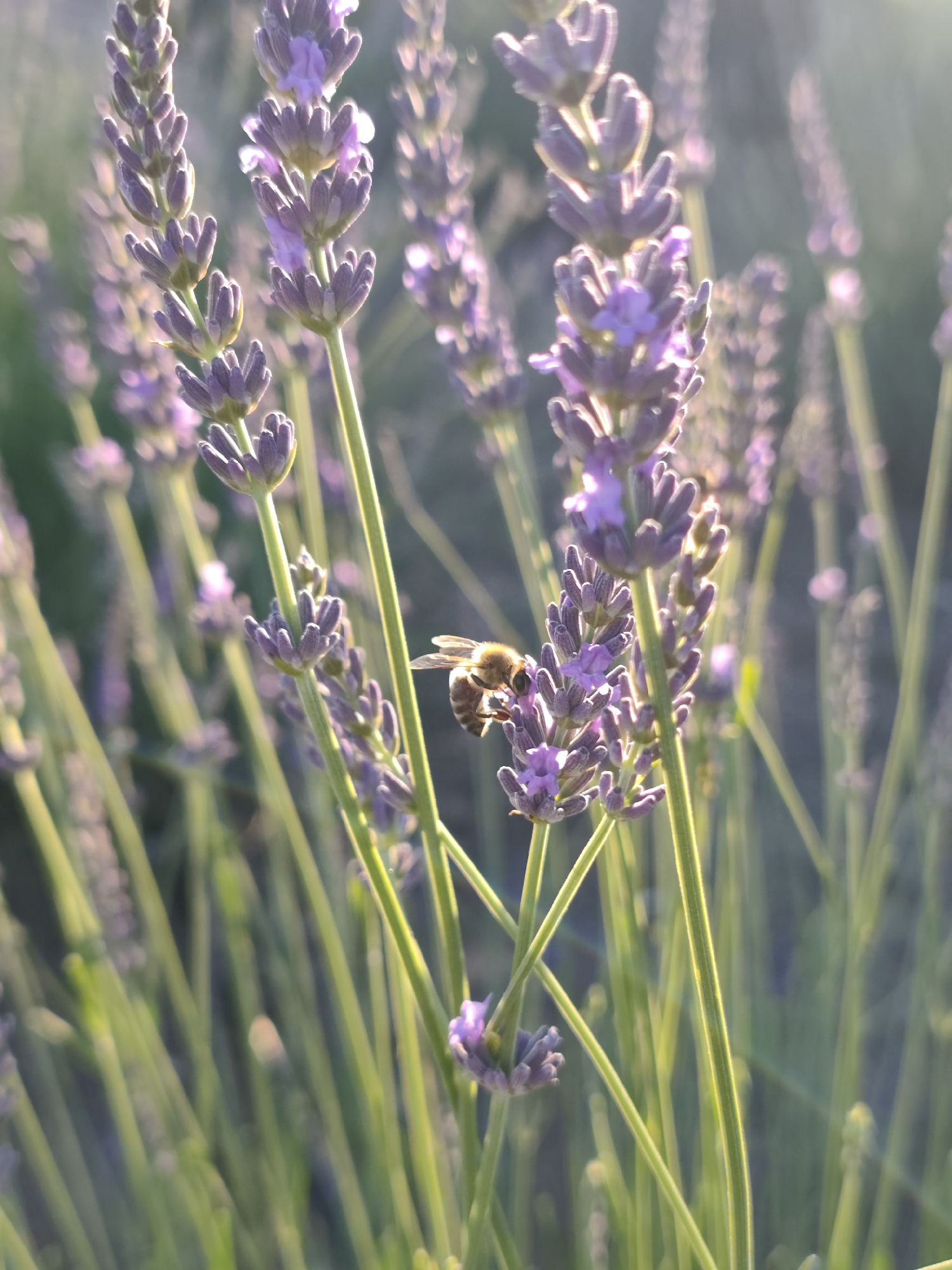 This media file is a close-up, vertical photograph of lavender plants with a bee. The focus is on a few stalks of lavender in the foreground, with many more blurred in the background. The lavender flowers are a soft purple, and the stalks are green. A bee, with visible stripes and wings, is perched on one of the lavender flowers, appearing to be gathering nectar. The lighting suggests it is late afternoon or early morning, with a warm, soft glow that highlights the edges of the lavender flowers and creates lens flares. The overall setting is an outdoor field of lavender, likely in a rural area given the location context of Nechaiane, Ukraine. The scene evokes a sense of tranquility and the natural beauty of a summer day. There is no visible text in the image.