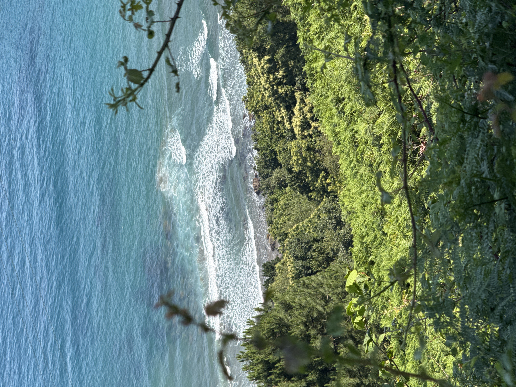 This image captures a view of the coastline near Bermeo, Spain. In the foreground, there is lush green vegetation, including ferns and branches of plants, partially obscuring the view. Beyond the vegetation, the scene opens up to the vibrant turquoise ocean. Gentle waves are breaking on the rocky shore, creating white foam. The water appears clear with some darker patches indicating submerged rocks or seabed. Further inland, a dense green forest covers the rolling hills. The sky is not visible in this frame. There are no people or man-made structures immediately apparent, except for what appear to be faint, thin lines stretched across the top portion of the ocean, possibly power or communication lines.