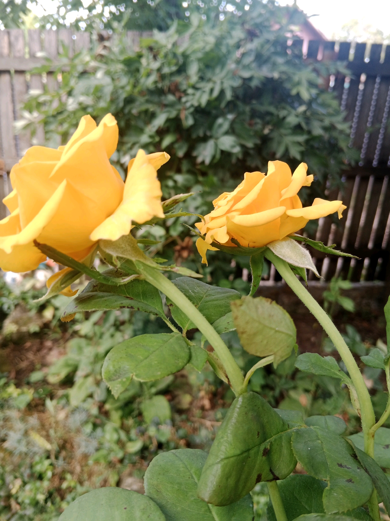 Two yellow roses are in focus in the foreground of the image, with their petals unfurling. One rose is larger and more developed, positioned to the left, while a smaller, less open rose is to the right. The roses have green stems and leaves, some of which show dark spots. In the background, a wooden fence runs horizontally across the frame, with dense green foliage behind it. The overall setting appears to be a garden or outdoor area. The image was taken in Mălăieștii Noi, Moldova.