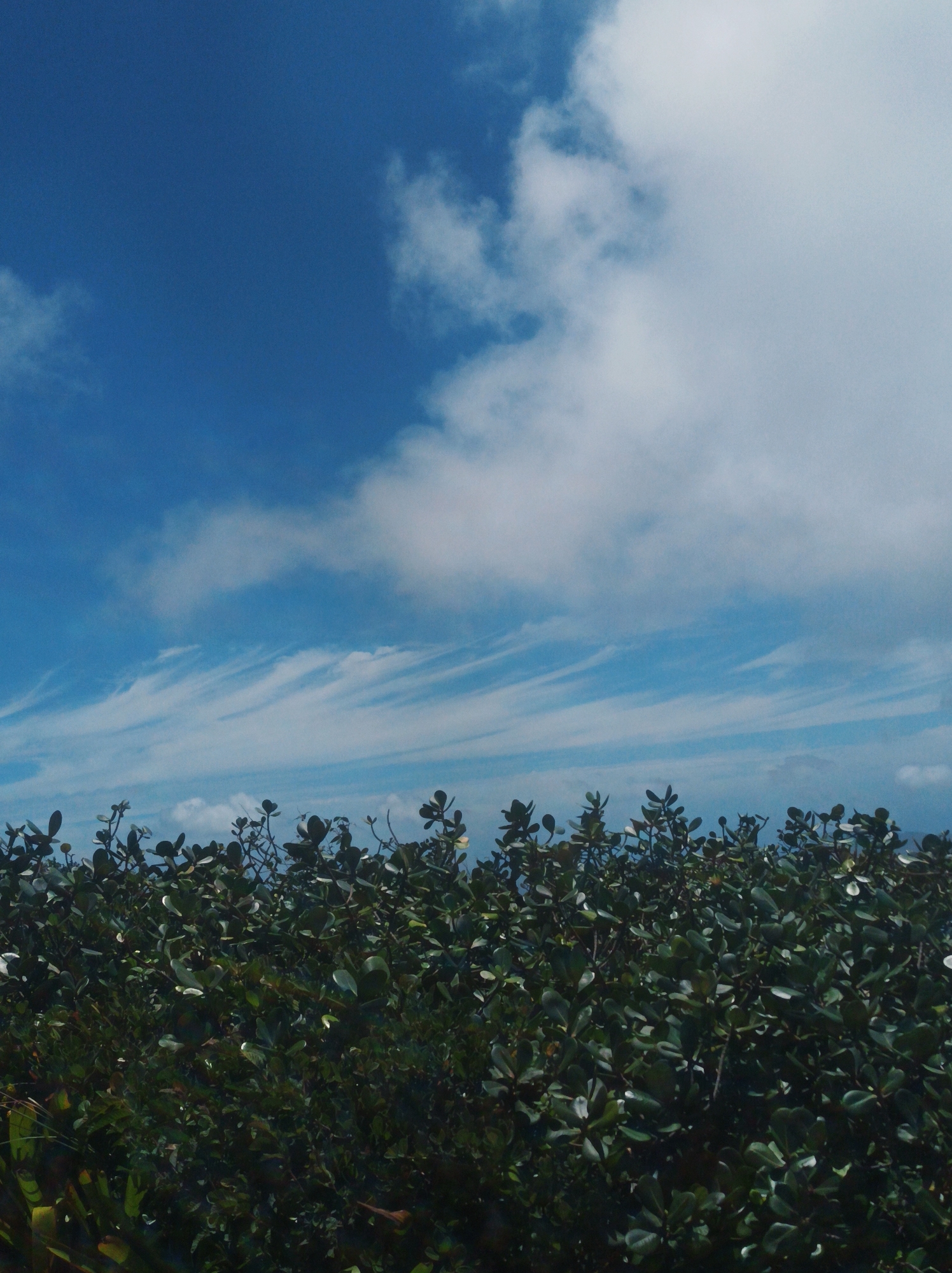 The image shows a view of lush green foliage filling the lower portion of the frame, with a vibrant blue sky overhead. The sky is partially covered with streaks of clouds that add texture and depth to the scene. The location is unknown, and it's not possible to determine if the image was taken in Las Piedras, Venezuela.