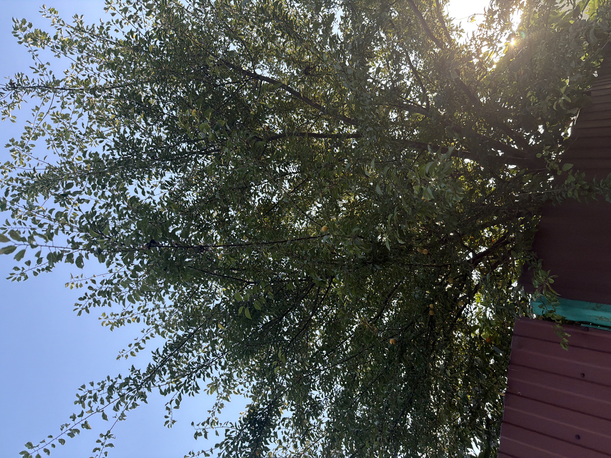 This image shows a tall, leafy tree with some fruit visible, set against a clear blue sky. The lower portion of the image is partially obscured by a reddish-brown corrugated metal fence, with a glimpse of a green post to the left. Sunlight streams through the branches of the tree, creating lens flare and highlighting some of the leaves and fruit. The scene appears to be outdoors, likely in a backyard or garden setting. Given the requested location of Kaliningrad, Russia, this could be a plum or apple tree in a residential area. There are no people or animals visible in the image, and no discernible actions or interactions are taking place. The overall impression is one of a bright, sunny day in a natural or semi-natural environment.