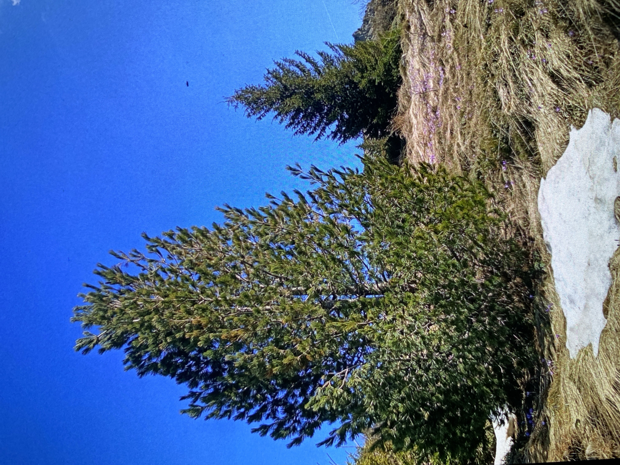 The image, rotated counter-clockwise, presents a natural landscape under a clear, bright blue sky. The scene is dominated by several dense evergreen trees with rich green foliage, likely pines or firs, extending across the frame.
To the right of the trees, a slope or embankment is covered with vast patches of dried, straw-colored grass. Interspersed within this dry vegetation are numerous small purple flowers, possibly crocuses, indicative of early spring blooms. A distinct patch of white snow is visible on the far right side, nestled amongst the dried grass, further suggesting either the tail end of winter or a higher altitude environment.
The lighting is bright and natural, indicating a sunny daytime. A tiny dark speck is present in the upper portion of the blue sky, likely a dust particle on the camera sensor or lens. The composition evokes a sense of serene nature, typical of a mountainous or hilly region such as Bankya, Bulgaria. There are no people, animals, or any discernible text in the photograph.