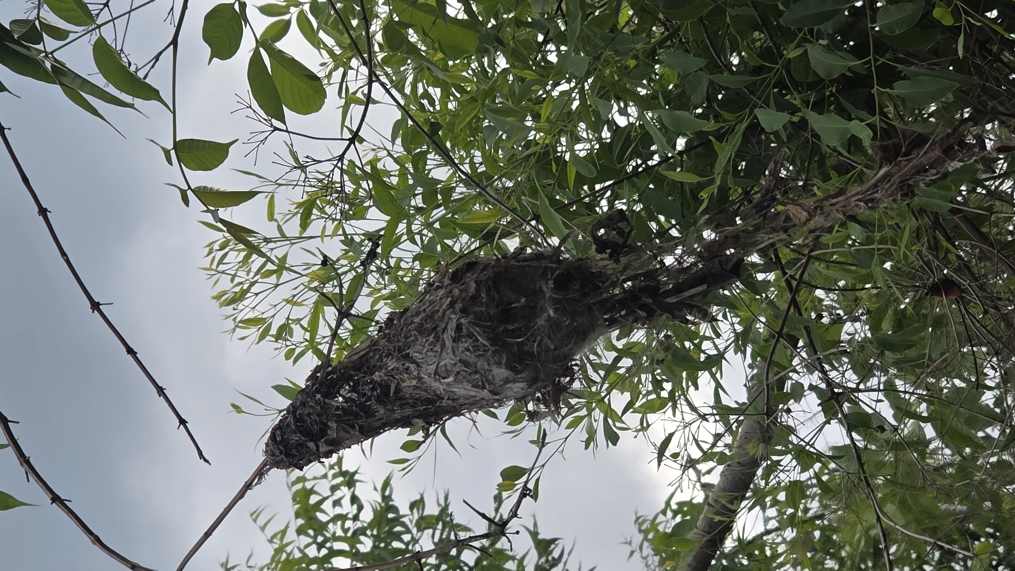 The image shows a bird's nest hanging from a tree branch. The nest appears to be constructed of twigs, leaves, and soft, fibrous material. The nest is elongated in shape, tapering towards one end. It is situated amongst the green leaves of the tree. The background is a light gray sky. There are no people visible in the image. Given the prompt's request to include the location Lhokseumawe, Indonesia, without any contextual information to support that being accurate, the subject of the image appears to be that of a Weaver bird nest, commonly found in Southeast Asia, including Indonesia.