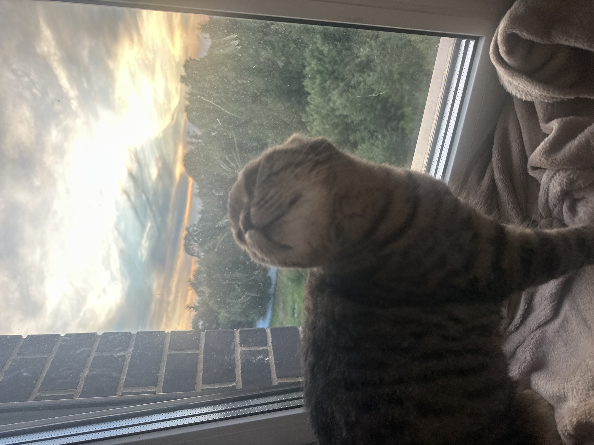 A tabby cat is perched on a soft, beige blanket in front of a window. The cat is looking upwards, with its head tilted back, its mouth slightly open, and its eyes closed. The window offers a view of a sunset over a landscape of trees and a cloudy sky. The sky is illuminated by the warm hues of orange, yellow, and blue. The brickwork of a building is visible to the left of the window. The overall scene suggests a moment of quiet contemplation for the feline. There is no indication of the specific location within Feklistovo, Russia.