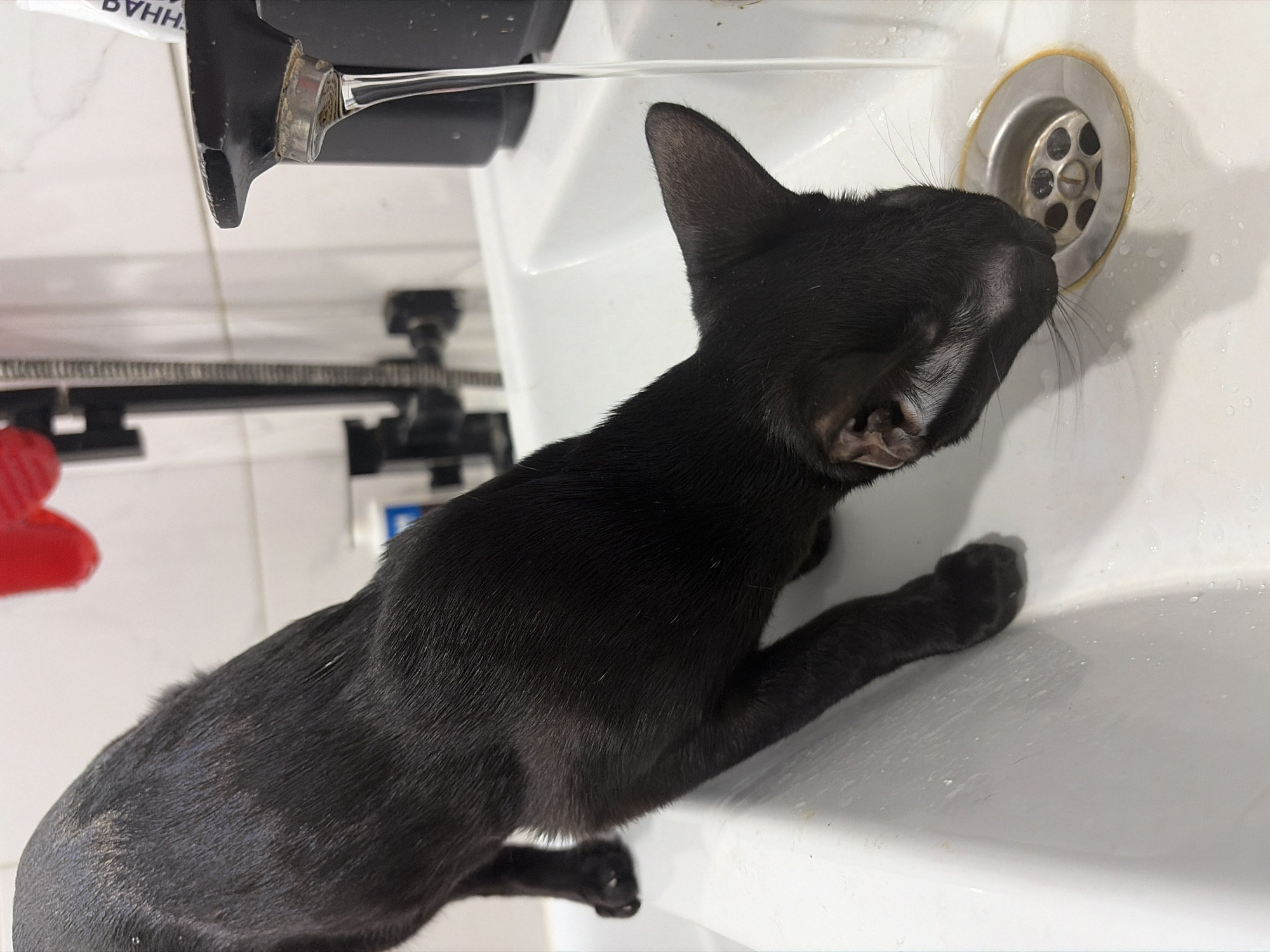 A black cat is drinking water from a faucet in a white sink. The faucet is dripping water into the sink. The cat is leaning over the edge of the sink and its head is in the water. The background is a tiled wall. The image was taken in the city of Chaikovsky, Russia.