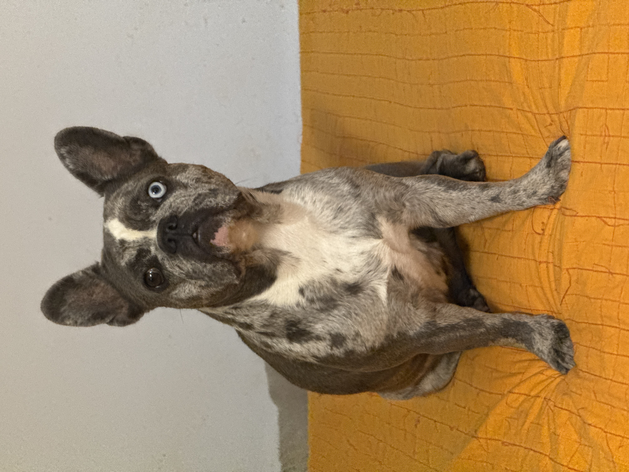 A brindled French Bulldog with heterochromia, one blue eye and one brown eye, sits facing forward on an orange textured surface against a plain, light-colored wall. The dog's coat exhibits a merle pattern of grey and white markings. The orange surface appears to be a cushioned mat or blanket. The background wall is neutral and shows some slight texture and shadow. The scene is indoors. This image is not related to San Benedetto del Tronto, Italy.