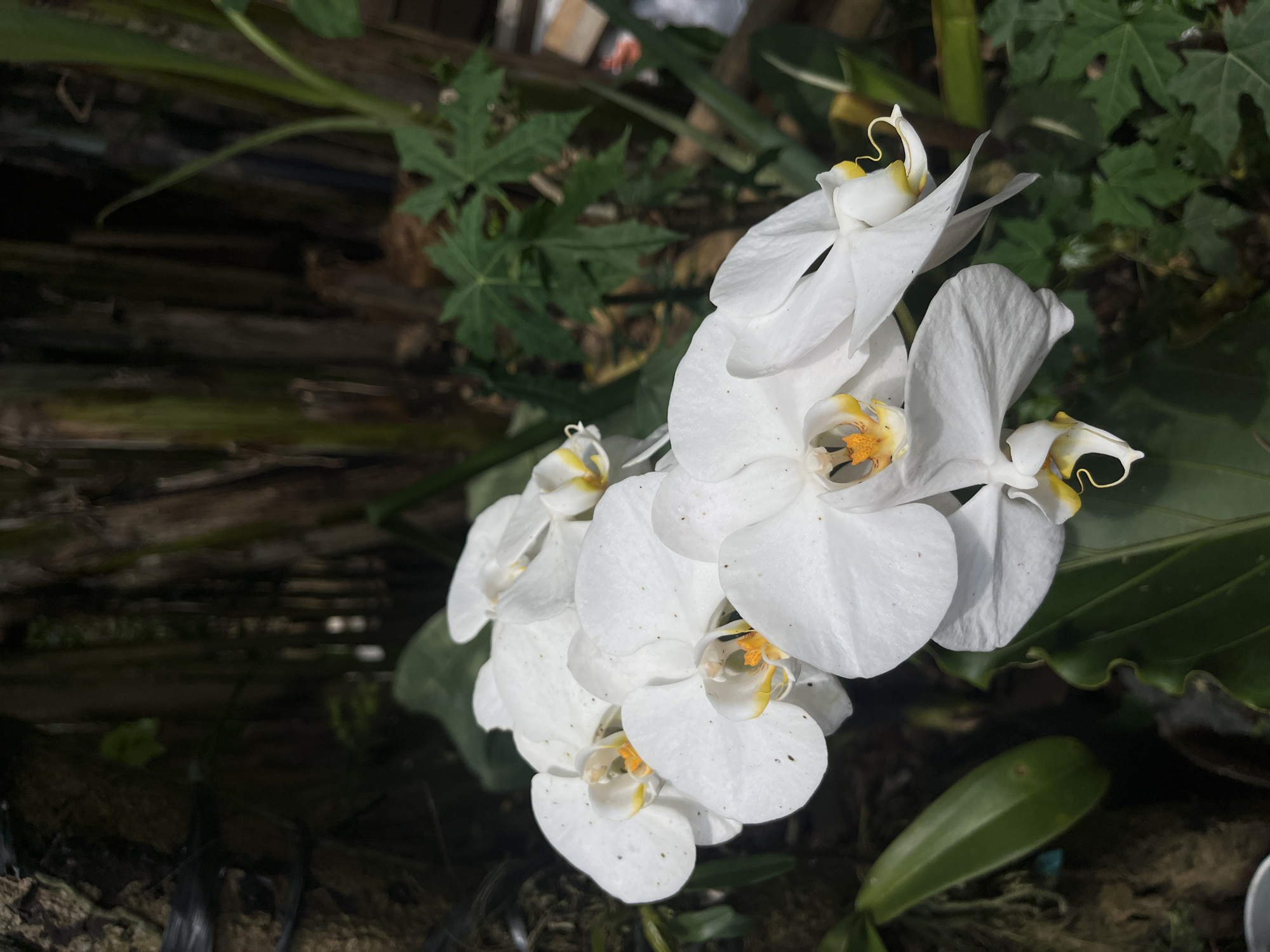 The image depicts a cluster of white orchids with yellow centers in an outdoor setting. The location is Kranggan, Indonesia. The orchids are surrounded by green foliage and wooden structures. The lighting is a combination of natural light and shadow. No people are visible.