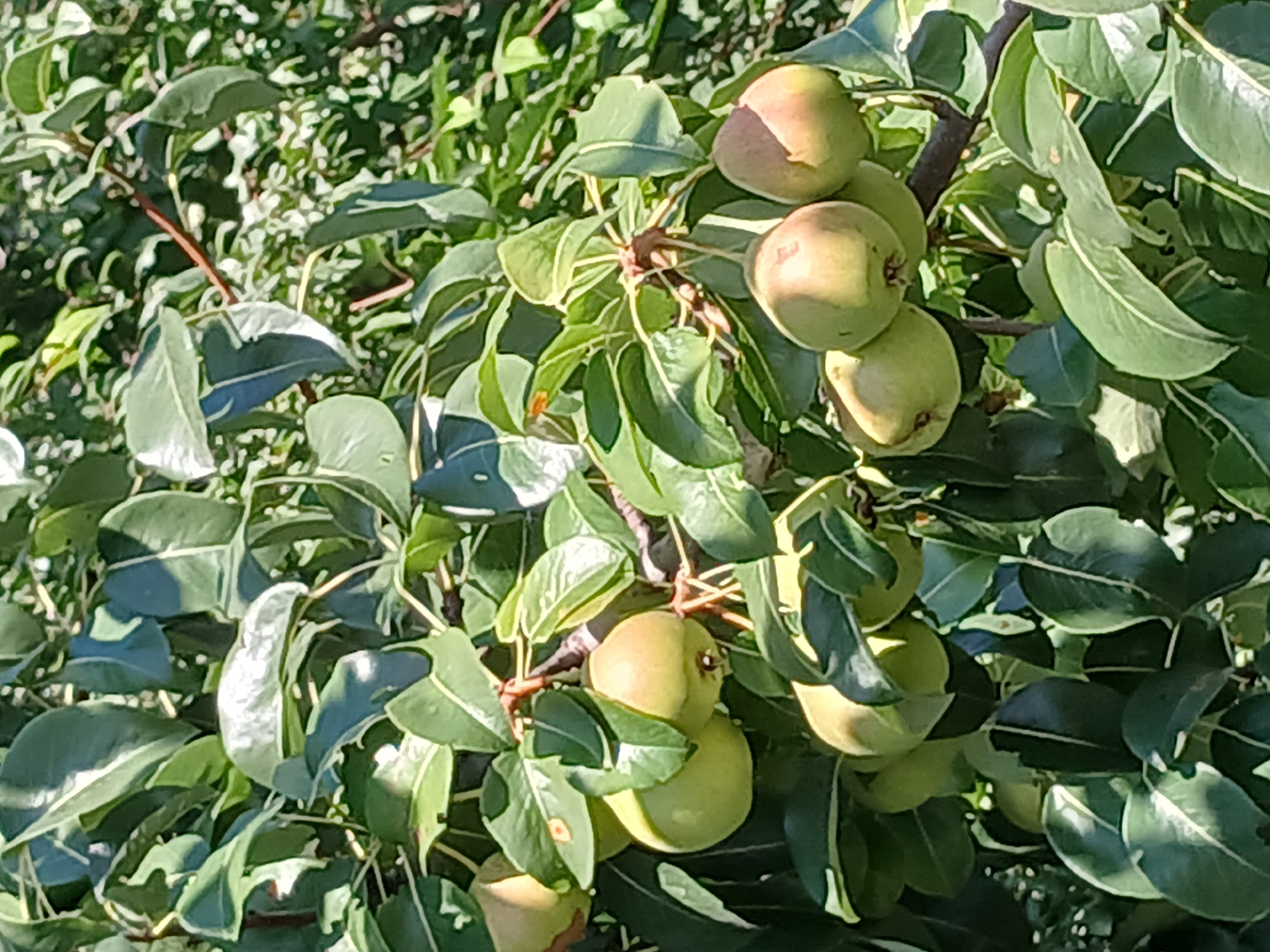 A close-up, eye-level, outdoor shot captures a cluster of ripe pears hanging from a branch on a tree in Stryzhavka, Ukraine. The pears are predominantly green with some showing hints of blush pink or yellow, indicating ripeness. They are clustered together, some touching, on a woody brown branch amidst lush green leaves. The leaves are varied in shape and size, with some showing signs of natural imperfections like small holes. Sunlight filters through the foliage, creating dappled light and shadows across the scene, enhancing the texture and form of the pears and leaves. The background is a blur of more green foliage and branches, suggesting a dense canopy. The image is sharp and clear, focusing on the details of the fruit and the immediate surrounding plant life.