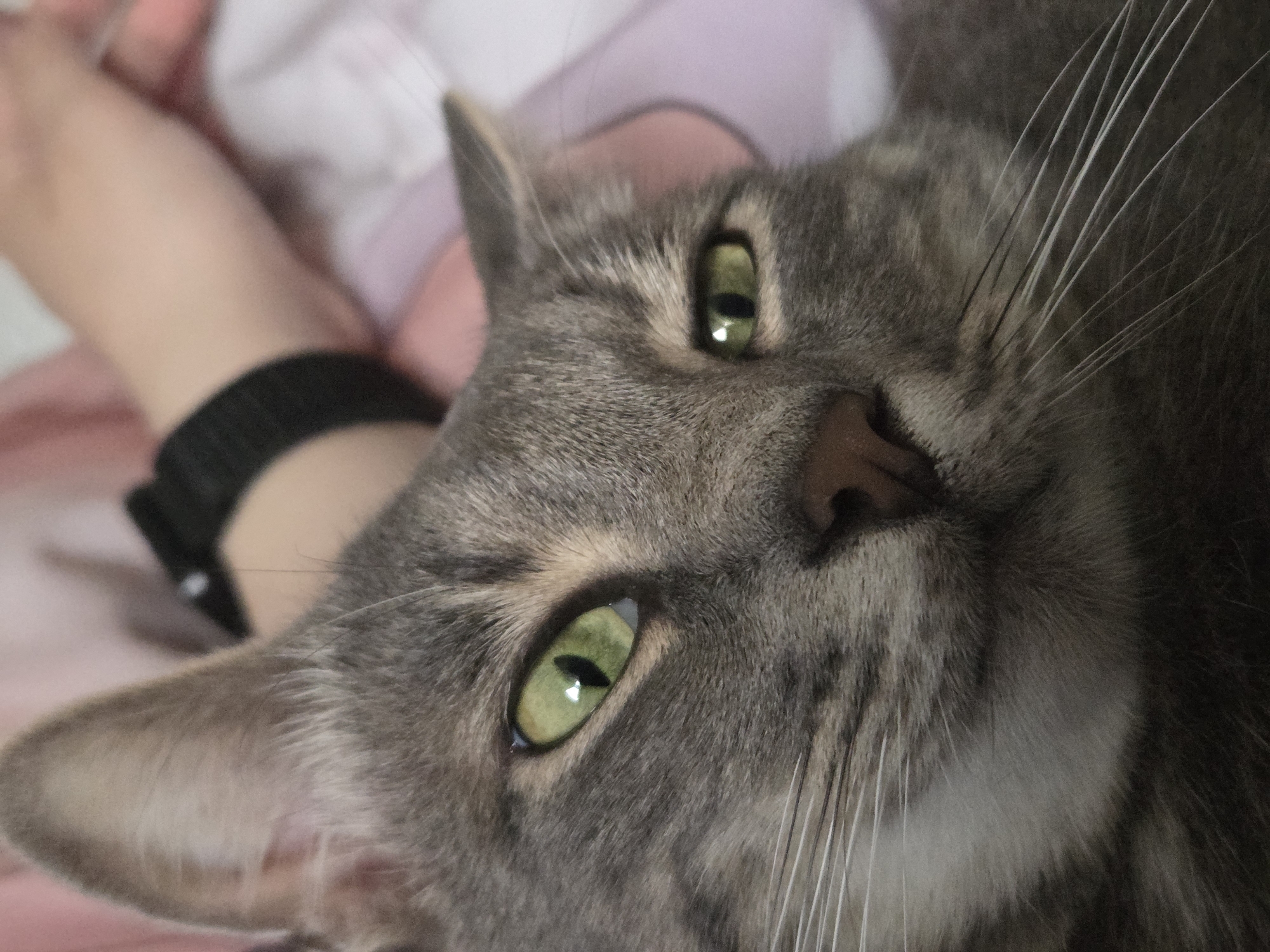 A close-up, eye-level portrait depicts a domestic short-haired cat of the tabby breed. The cat's fur displays a pattern of various shades of grey stripes and patches. Its head is slightly tilted, with its gaze directed towards the viewer. The cat's eyes are a vivid green with distinct vertical pupils; the eye on the viewer's right is more open than the one on the viewer's left, which is partially squinted. A pinkish-brown nose is visible at the center of the muzzle, from which numerous long, white whiskers extend horizontally. The background is intentionally blurred, revealing indistinct shapes. A light-skinned human arm, wearing a black wristband, is partially visible behind the cat's head on the upper right side of the frame. Soft, light pink and white fabric, consistent with bedding or clothing, is also discernible in the blurred background. The scene takes place in the city of Unknown, Unknown.