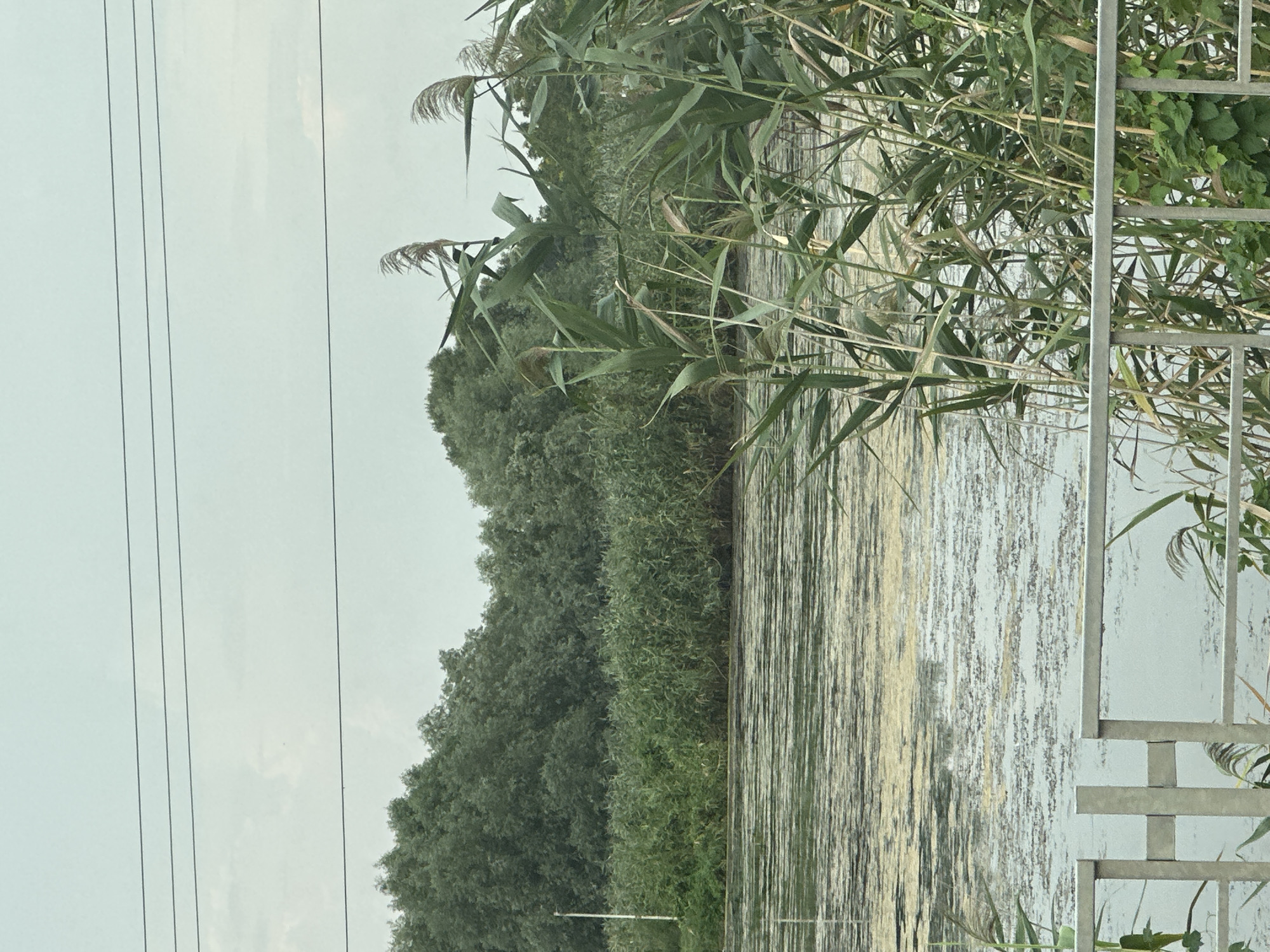 The image shows a body of water with reeds growing along the bank. There is a dense green forest in the background, and power lines are visible in the sky. A metal railing runs along the foreground, suggesting a public viewing area. The water appears somewhat murky and covered with a thin layer of debris. No people are visible in the image. The scene depicts a natural landscape within an urban or semi-urban setting, possibly a park or waterfront area in Novotitarovskaya, Russia.