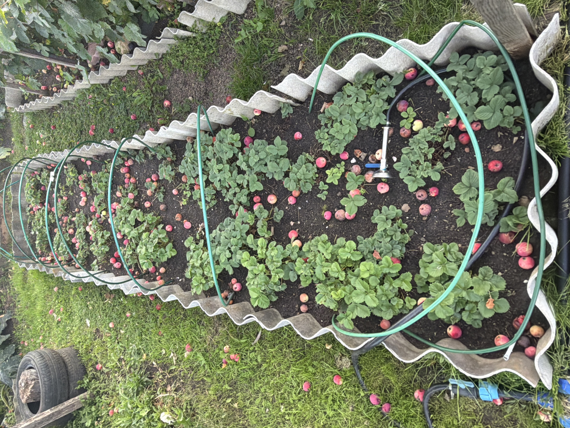 In an outdoor garden setting, likely in Chaikovsky, Russia, a raised garden bed is visible, bordered by corrugated material and filled with dark soil. Rows of strawberry plants with green leaves are growing in the bed. Numerous small, red and pink fruits, appearing to be fallen apples or possibly large berries, are scattered throughout the garden bed and on the adjacent grassy areas. A green garden hose runs along the top of the raised bed. In the background, to the left, are stacked tires and some wooden debris. The overall scene suggests an autumn harvest or a period of fruit fall. There are no people or animals present in the image.