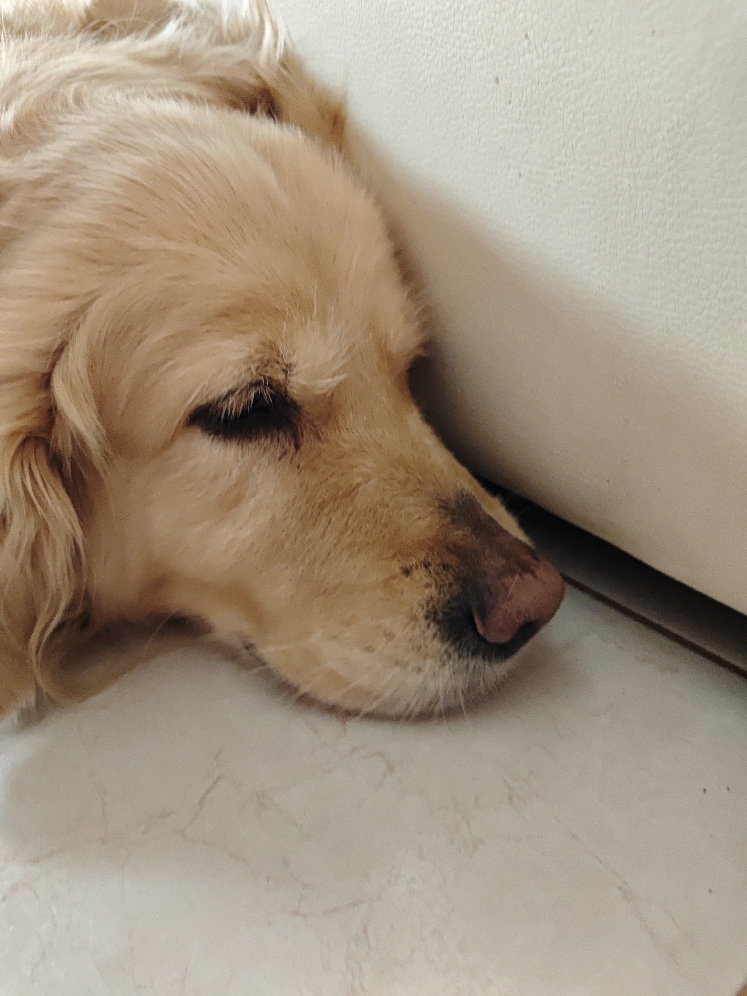 The image shows a close-up of a golden retriever dog sleeping, with its head resting on a light-colored surface, possibly a floor or a cushion. The dog's eyes are closed, and its nose is slightly damp and a dark pinkish-brown color. The dog's fur is a light golden-brown, and its ears are long and floppy. The background is out of focus, but appears to be a light-colored wall or piece of furniture. There are no people visible in the image. The scene is indoors. There is no information in the image to suggest its location in Shcherbinka, Russia.
