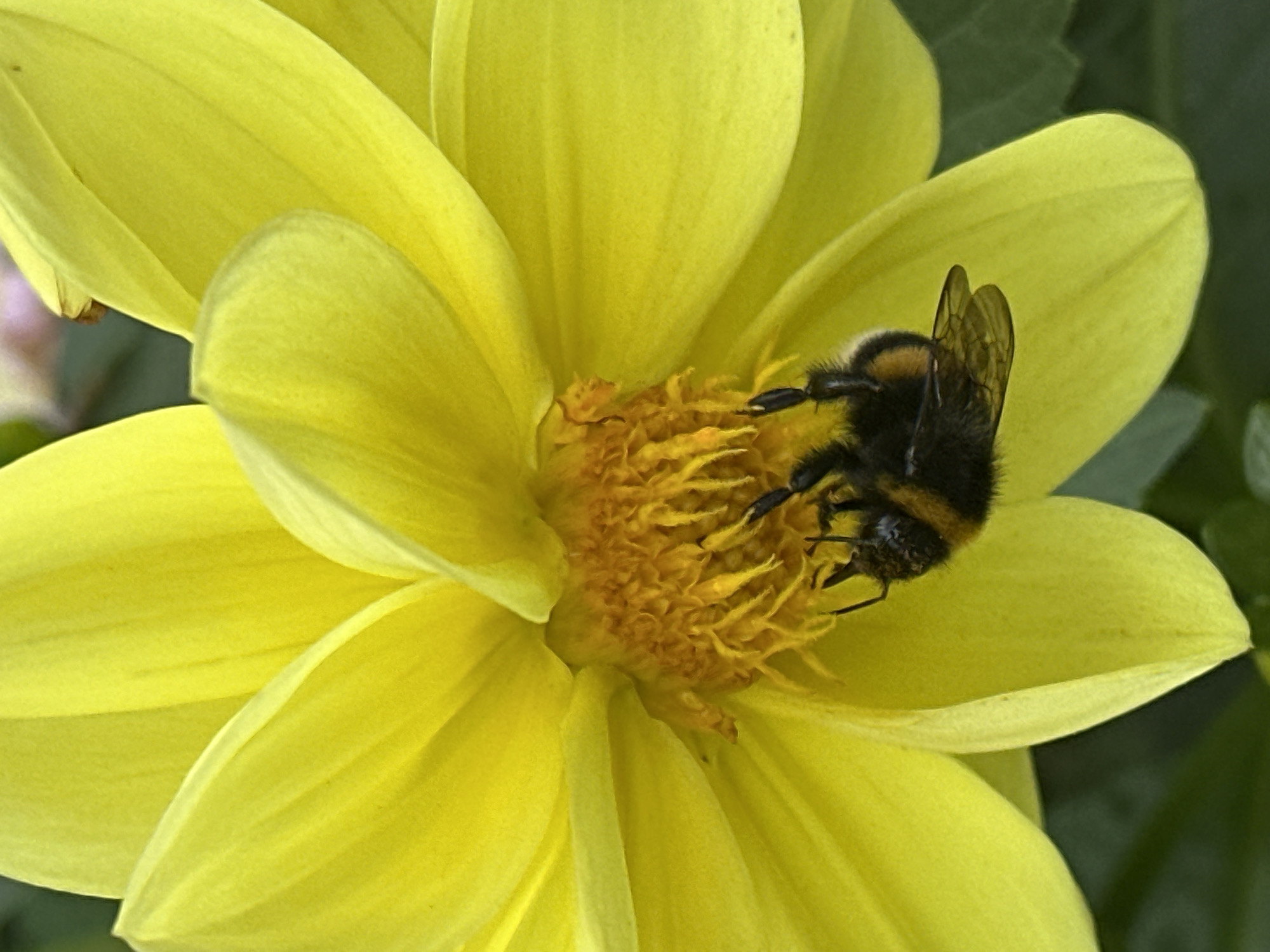 A close-up, low-angle outdoor shot features a bumblebee foraging for nectar in the center of a vibrant yellow dahlia flower. The bee, fuzzy with black and yellow bands, is positioned with its head and thorax deep within the flower's pistils and stamens. Its wings are folded and its legs are gripping the delicate floral structures. The dahlia's large, overlapping petals create a soft, yellow backdrop, with a hint of green foliage visible in the background, slightly out of focus. The lighting suggests a bright, possibly sunny day, highlighting the textures of both the bee and the flower.