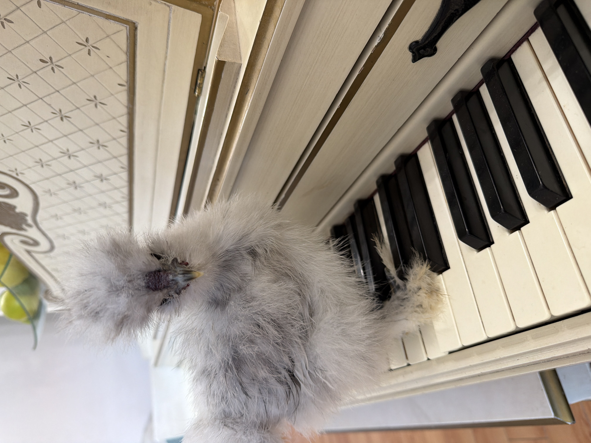 A fluffy, light gray Silkie chicken is perched on the keys of an antique, cream-colored piano. The chicken is facing the camera, its head slightly tilted, with dark eyes and a small yellow beak. The piano has black and white keys, and the wood of the piano is decorated with a delicate, embossed pattern. The background is softly blurred, showing a white surface and hints of green in the upper left corner, possibly fruit in a bowl. The lighting is soft and natural. The scene appears to be indoors, in a domestic setting, though no specific city or location details are visible.