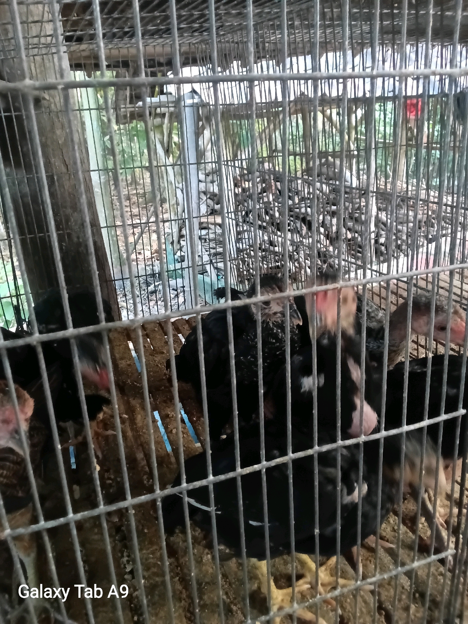 In Trenggalek, Indonesia, a cage holds several chickens, primarily black and brown, with some appearing as chicks. The cage is constructed from metal bars and wire mesh, showing signs of rust and age. Inside, the ground is covered with what appears to be sawdust or wood shavings, a common bedding material for poultry. Sunlight filters through the cage, illuminating the birds and their surroundings. A portion of a wooden pole, likely part of the cage's support structure or part of the environment outside the cage, is visible on the left side of the image. The background is blurred but suggests an outdoor setting with greenery and possibly other structures. The overall impression is of a simple, utilitarian enclosure for poultry.