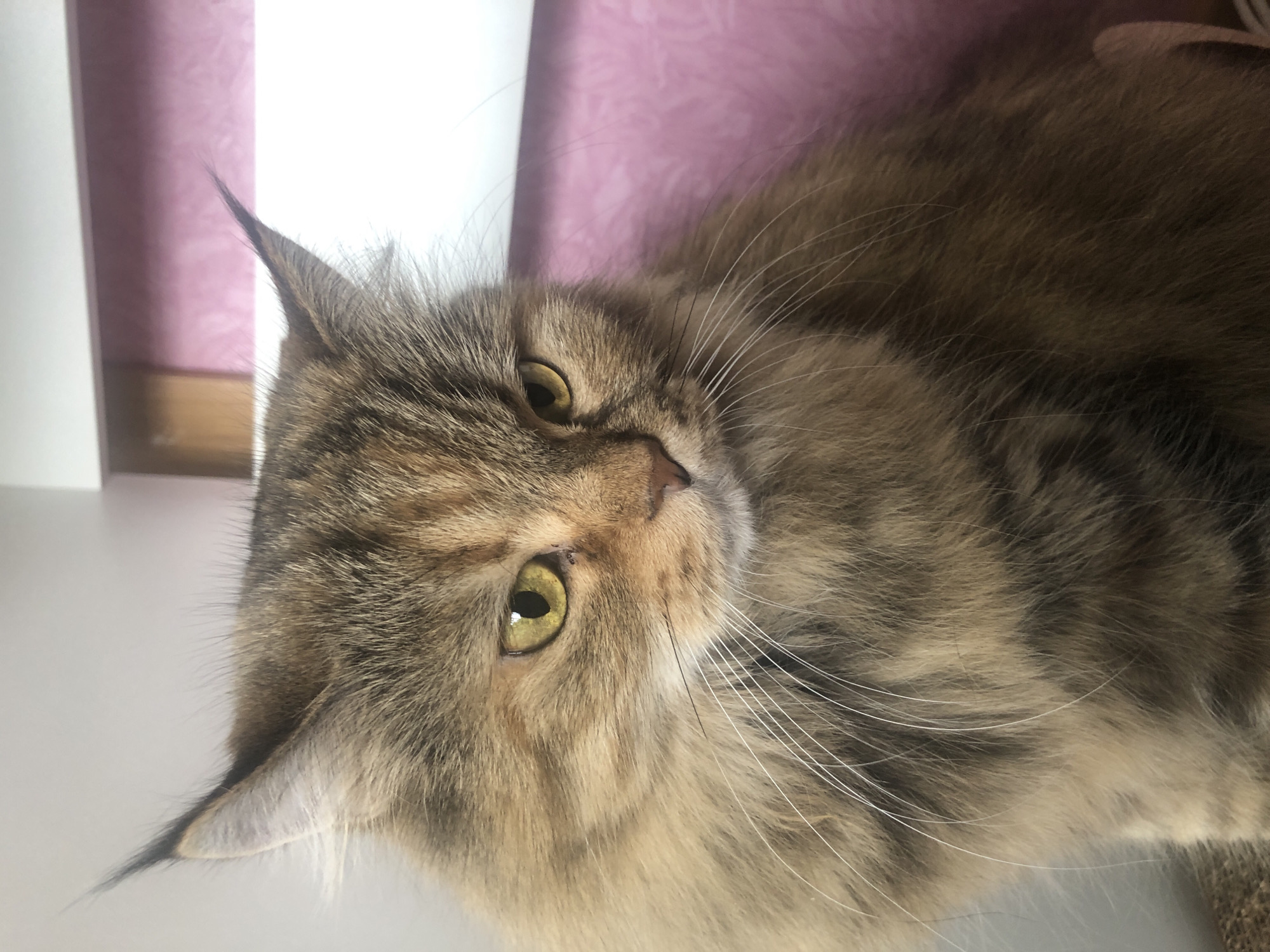 A medium shot, eye-level, close-up photograph shows a fluffy, brown and tan tabby cat sitting and looking down. The cat's fur is long and has a mixture of brown, tan, and black stripes. Its eyes are a bright yellow-green and have dark pupils. The cat has long, white whiskers that fan out from its muzzle. Its ears are pointed with tufts of fur at the tips. The cat's head is tilted slightly down and to the right, and its expression appears serious or perhaps a bit sad. The background is blurred, with a white surface on the left and a pink textured surface on the right. The lighting is soft and diffused, coming from the left, highlighting the cat's fur.