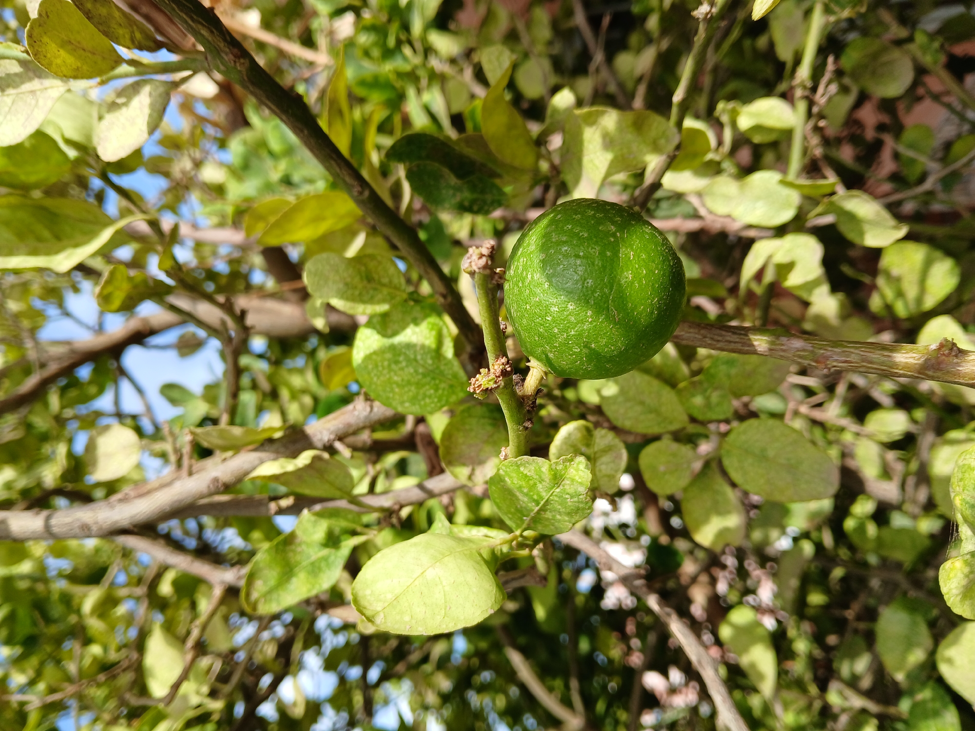 A close-up shot taken in natural light shows a round, green, unripe citrus fruit (possibly a lime) attached to a branch of a tree. The tree has small, variegated green and yellowish leaves. The branches are brown and appear somewhat dry. The background is a mix of leaves, branches, and glimpses of light blue sky. The location, Juan Griego, Venezuela, is not evident from the image alone. No people are visible.