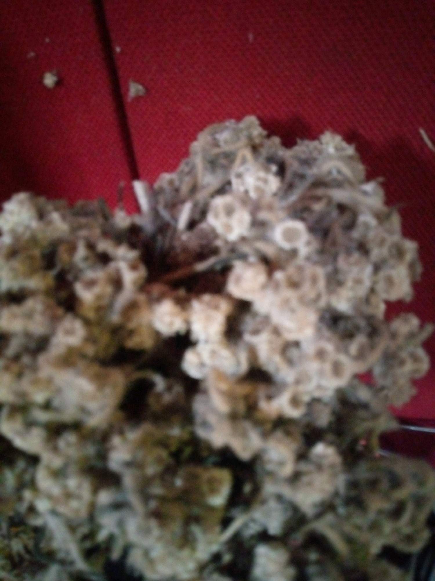 A close-up, out-of-focus shot shows a clump of dried plant material against a red background. The plant material is light brown and appears to be composed of many small, hollow cylindrical structures clustered together. A dark, vertical line runs through the background, possibly a shadow or a thin object. Several small, indistinct white specks are scattered on the red background. The overall impression is of a dried flower or seed head. The image is too blurry to provide specific details about the location in Sumberwono, Indonesia.